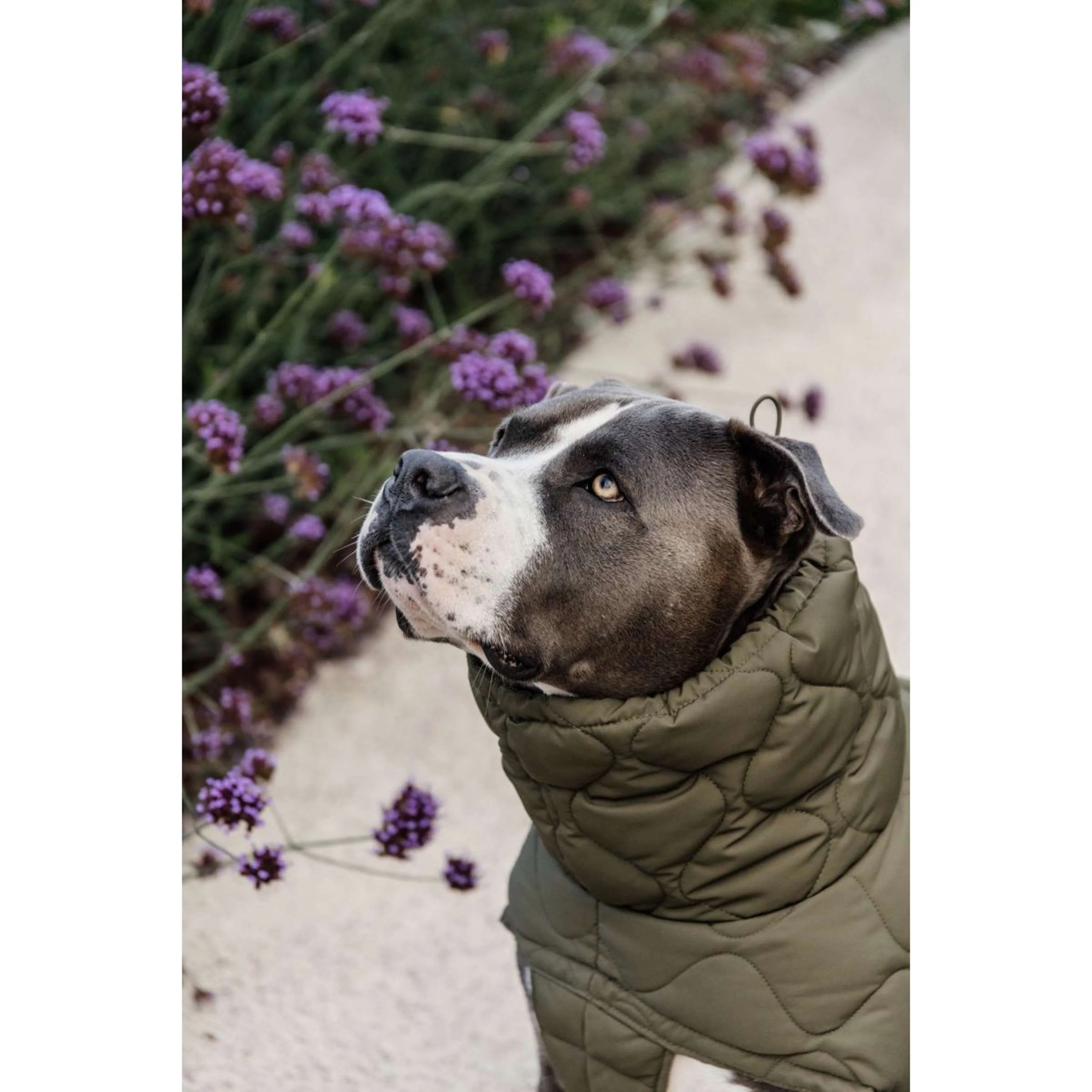 Kentucky Couverture pour Chien Winter Pina 160g Pine Green - Image 5