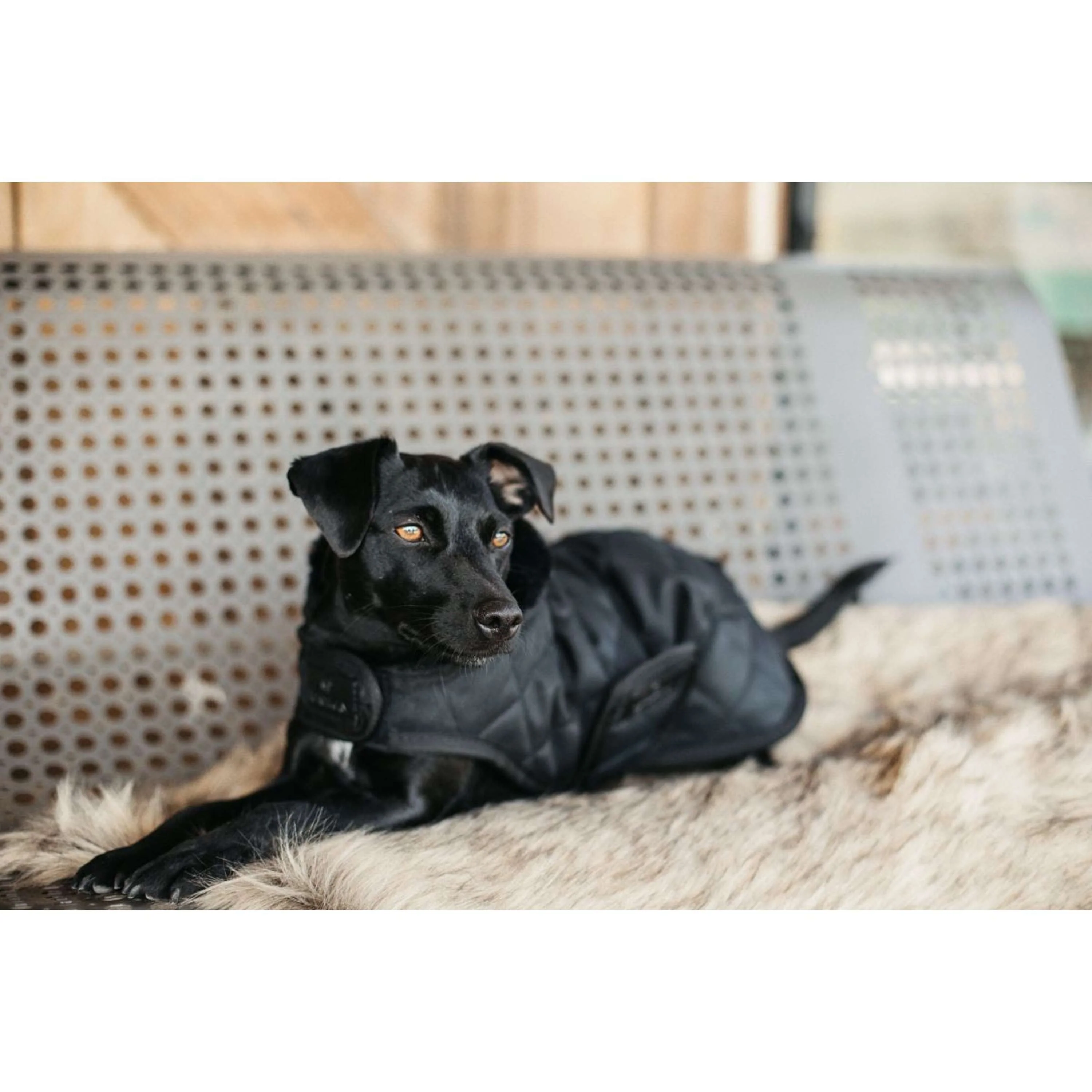 Kentucky Veste pour Chien Original Royal Noir - Image 2