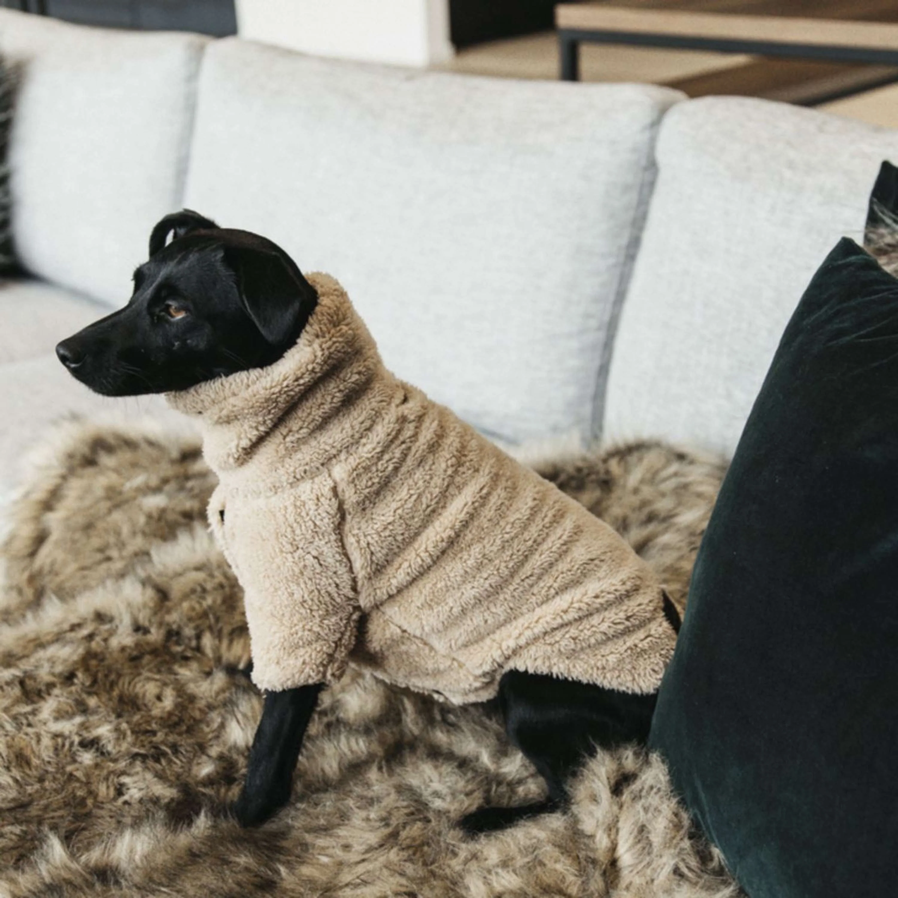 Kentucky Pull Chien Teddy Fleece Beige - Image 2