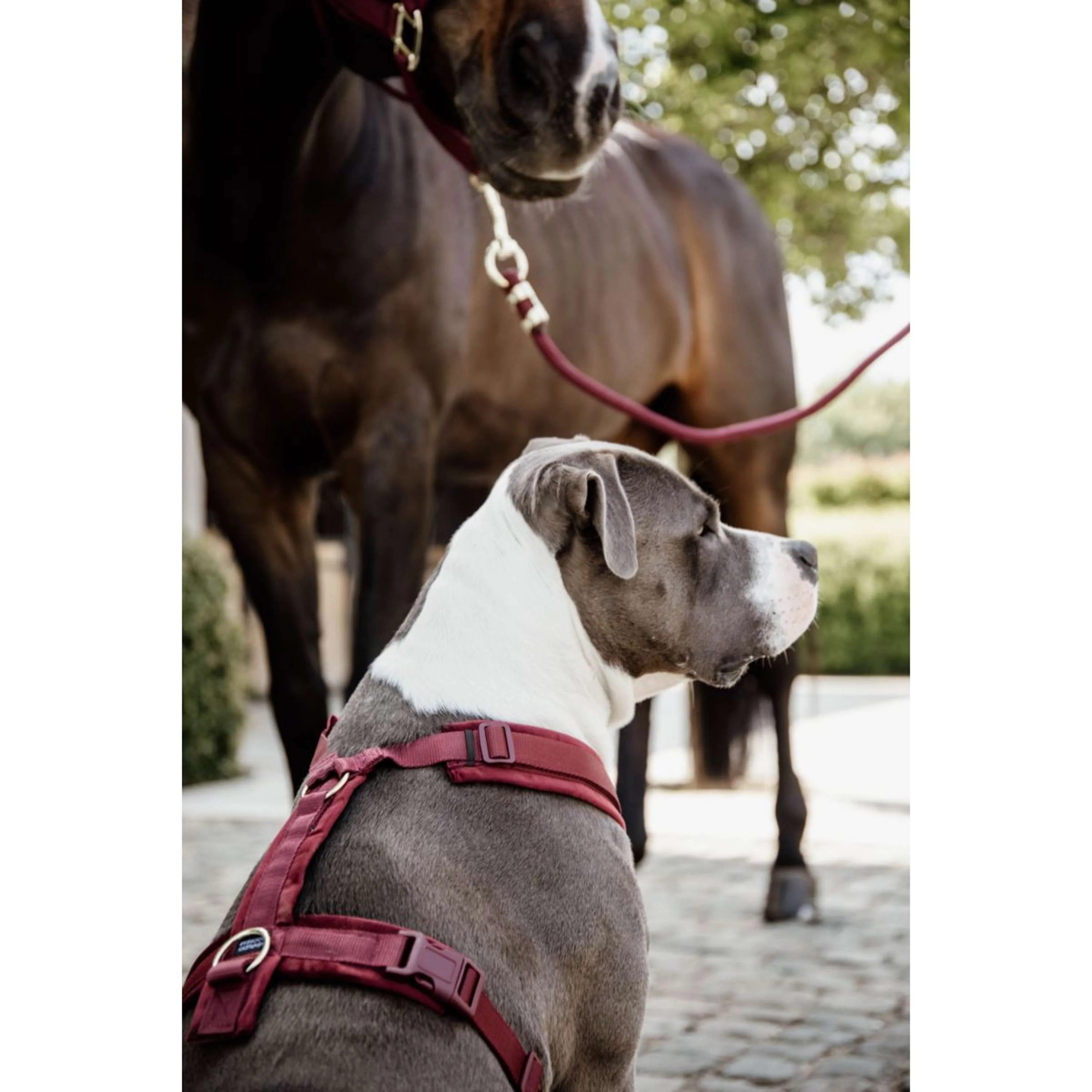 Kentucky Harnais Active velours Bordeaux - Image 2