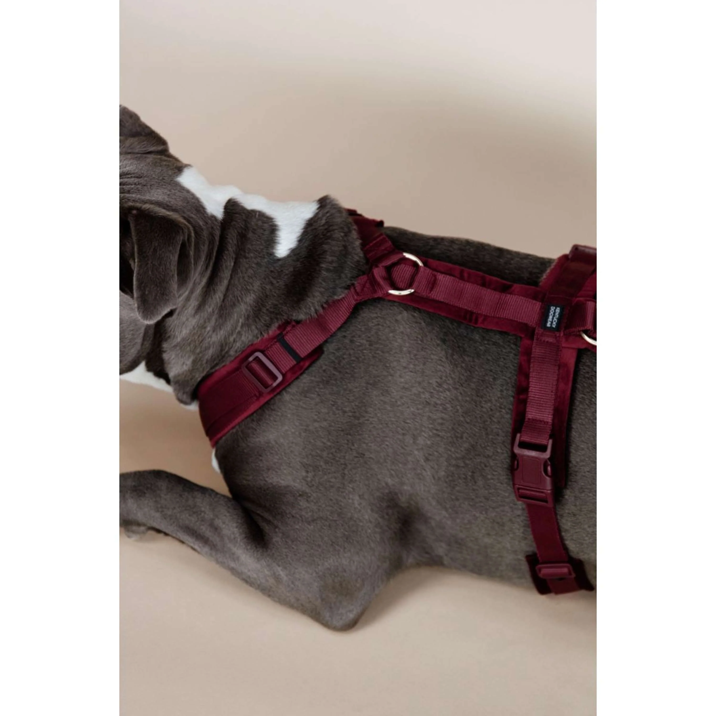 Kentucky Harnais Active velours Bordeaux - Image 4