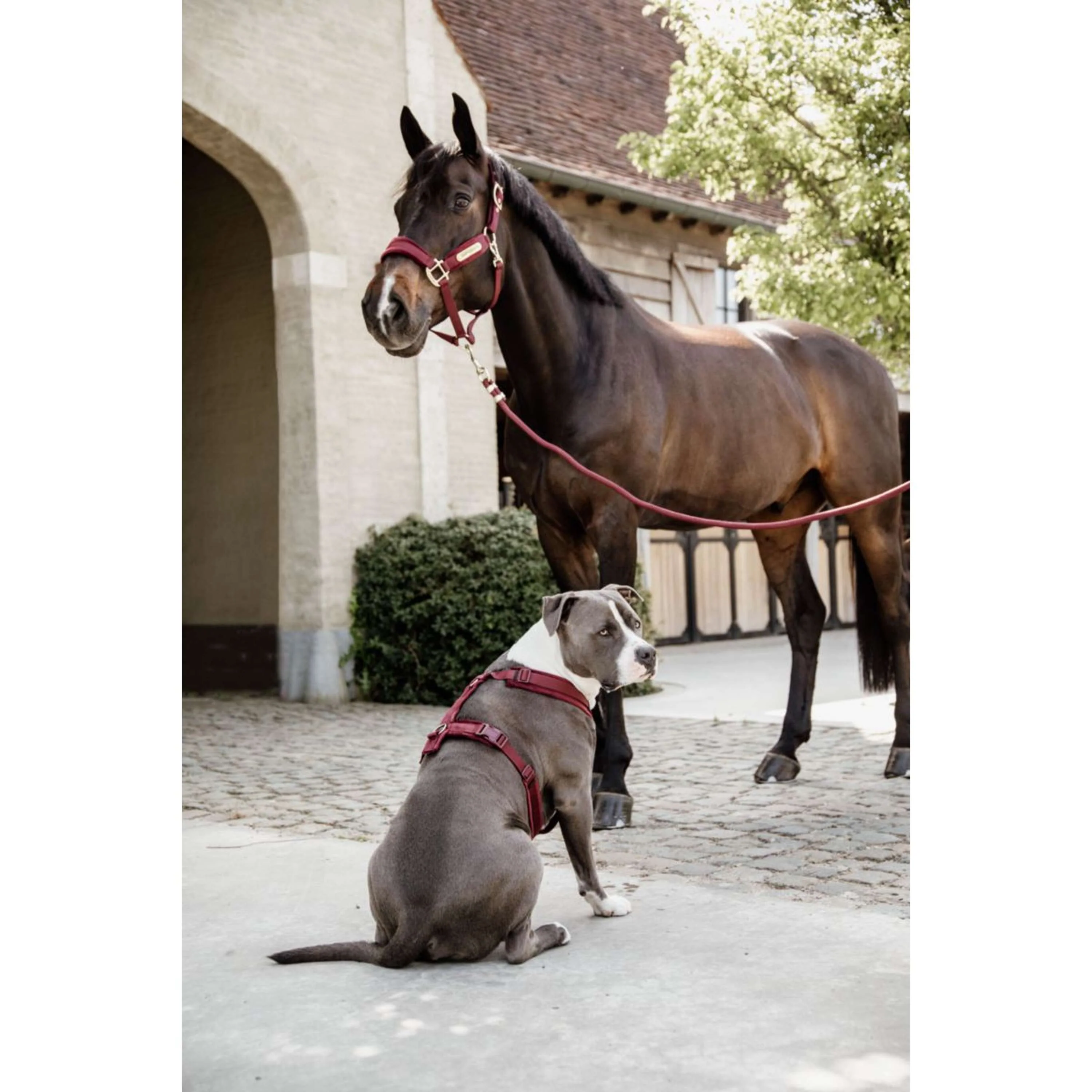 Kentucky Harnais Active velours Bordeaux - Image 7
