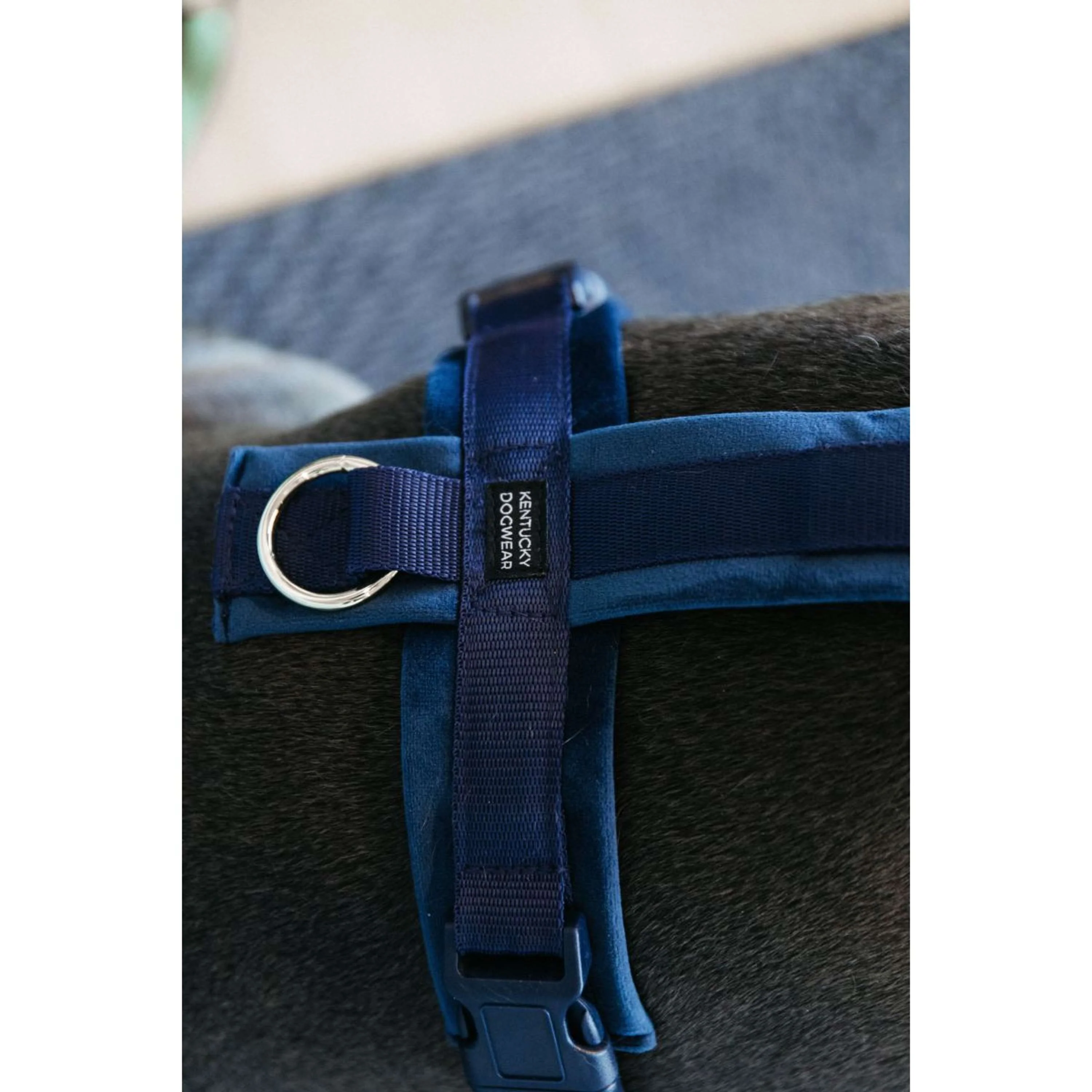 Kentucky Harnais Active velours Marin - Image 3