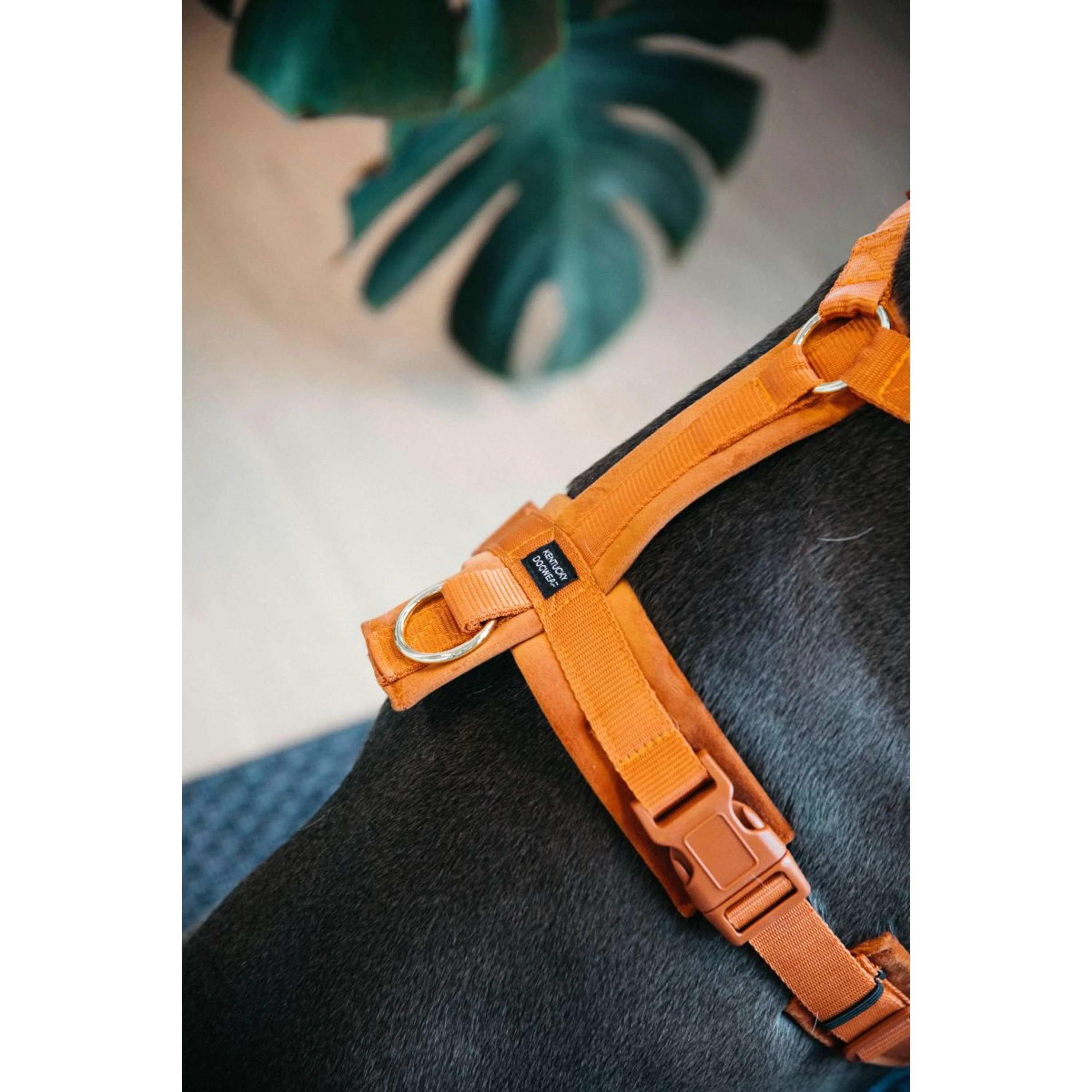 Kentucky Harnais Active velours Orange - Image 4