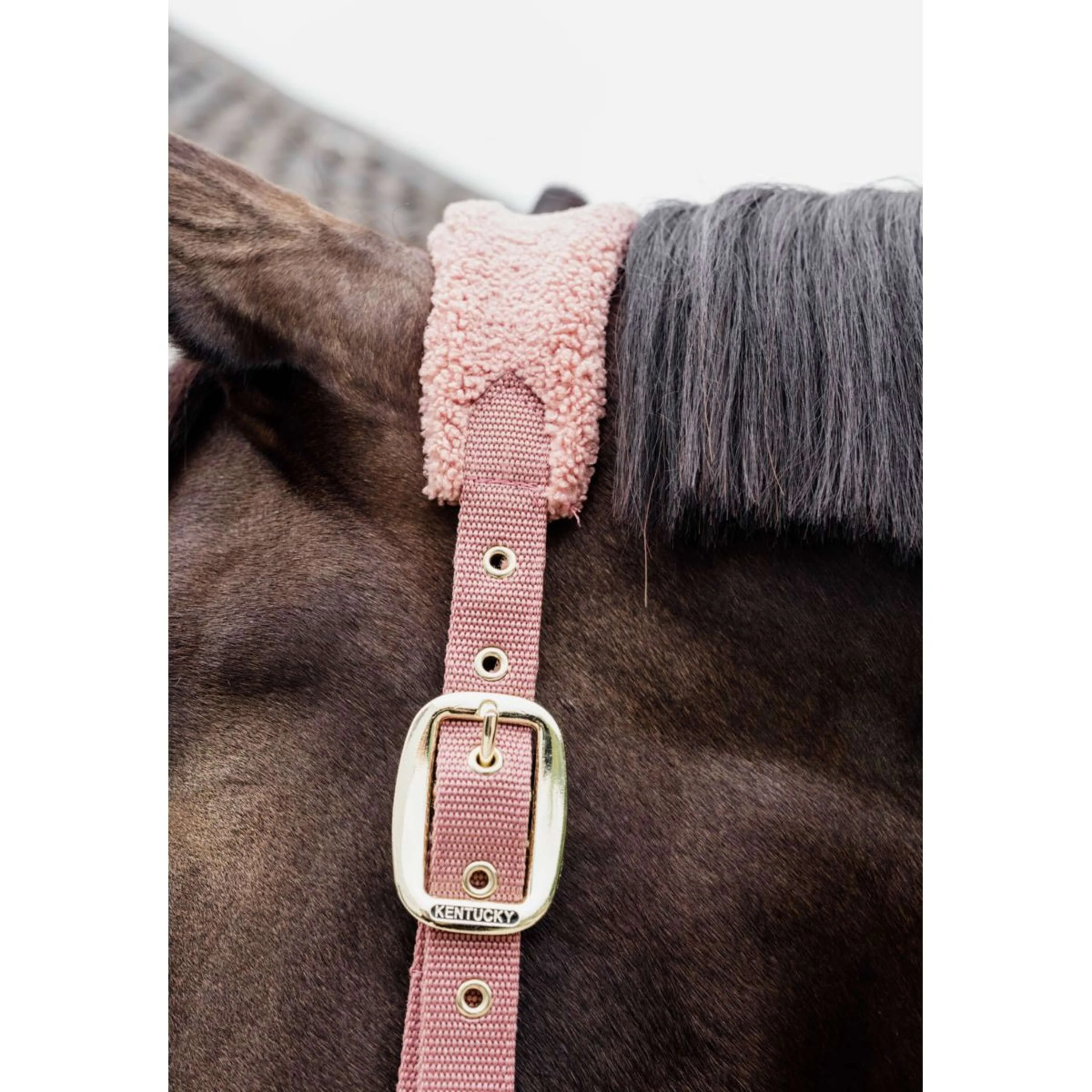 Kentucky Licol Polaire Teddy Rose Vieux - Image 2