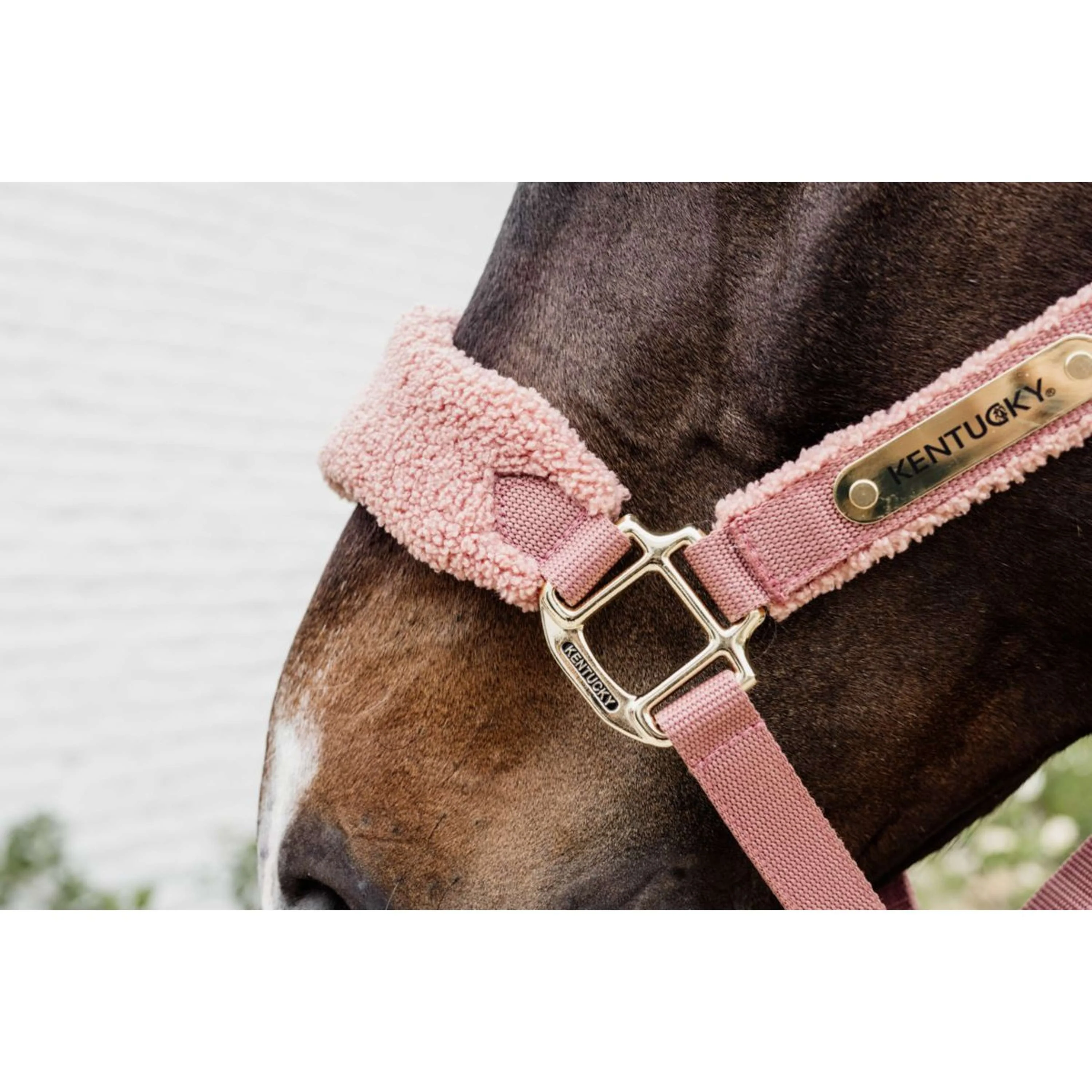 Kentucky Licol Polaire Teddy Rose Vieux - Image 3