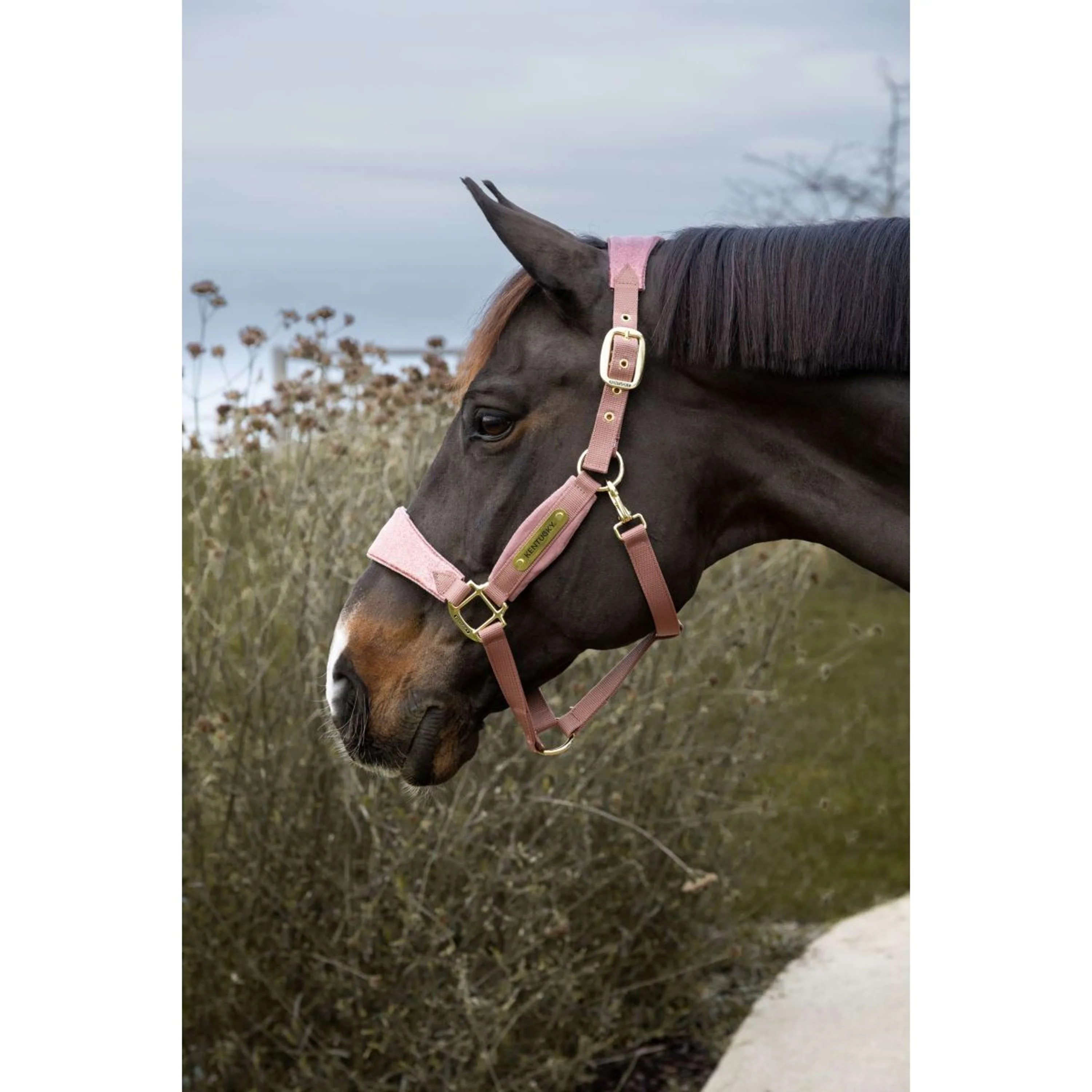 Kentucky Horsewear Licol Velvet Glitter Unicorn Rose Vieux - Image 2