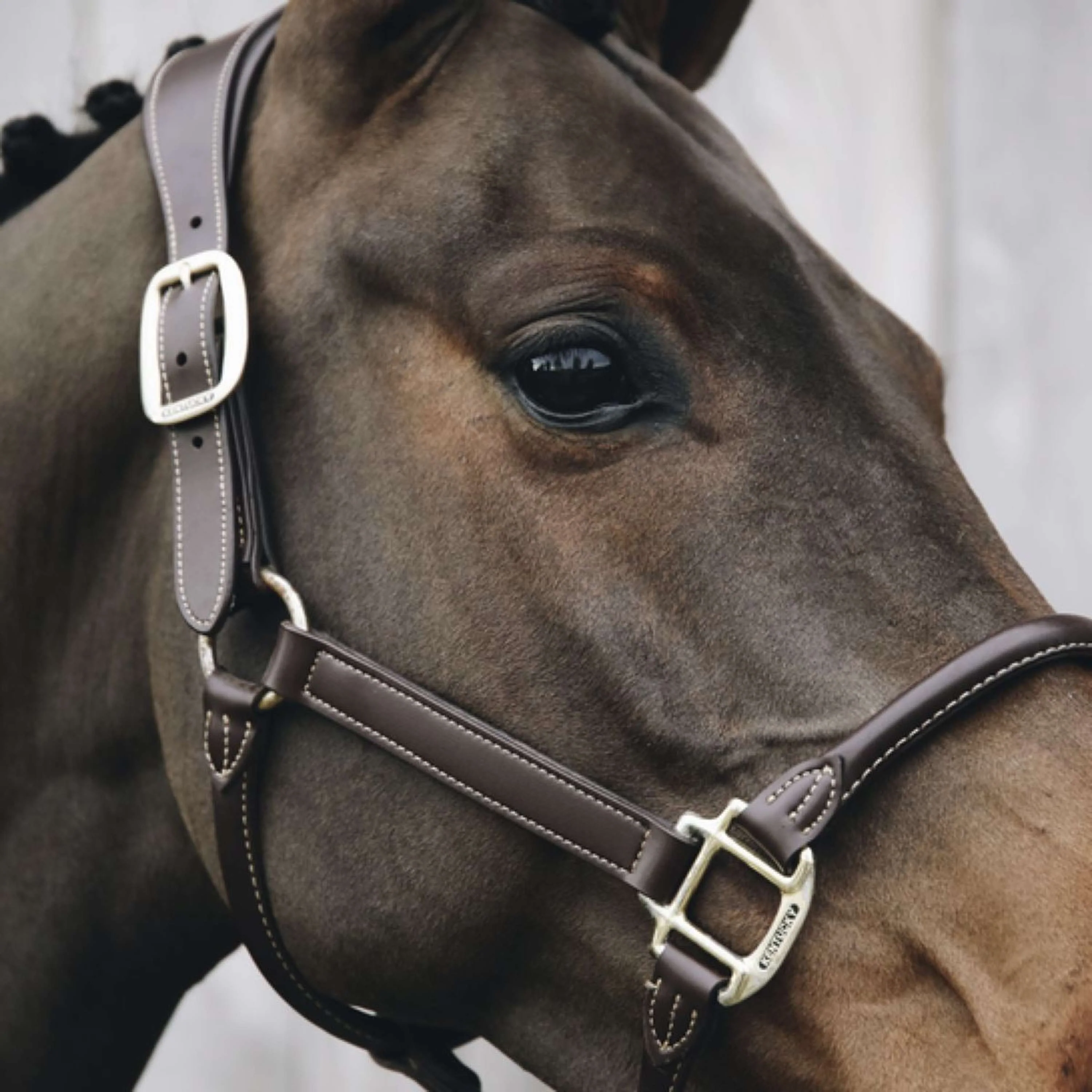Kentucky Licou Bride Marron - Image 3
