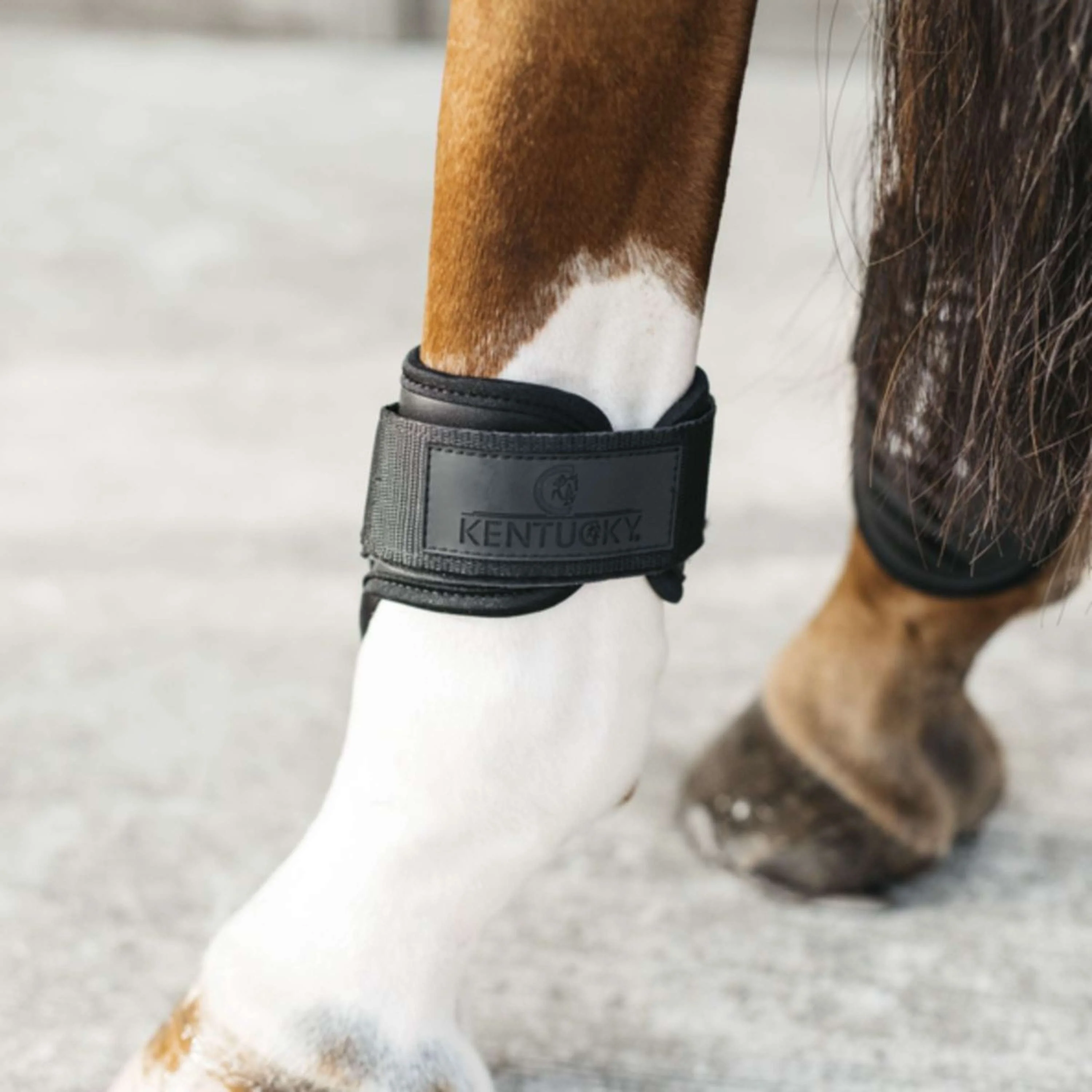Kentucky Horsewear Protège-Boulets Young Horse Noir - Image 2