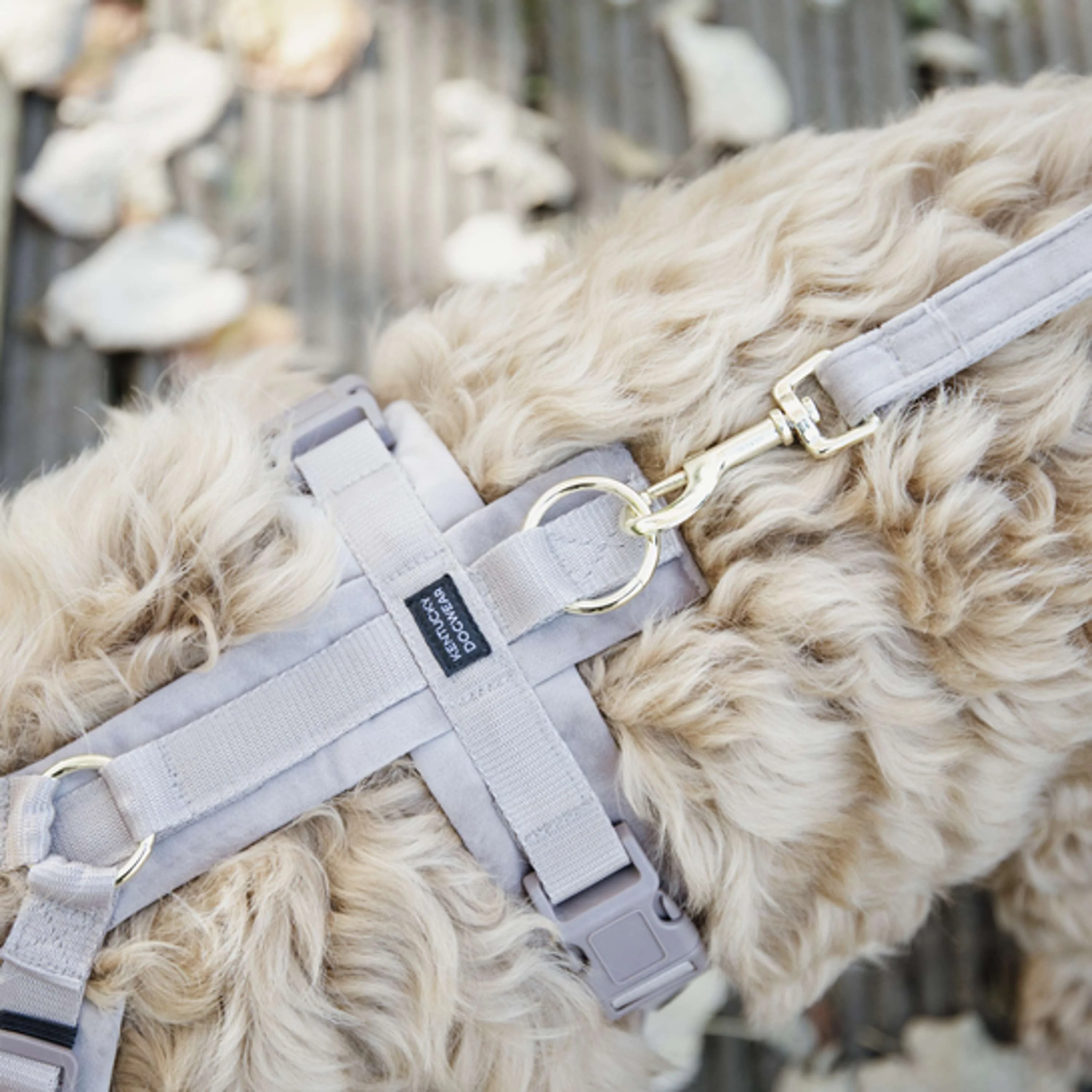 Kentucky Laisse pour Chien velours Beige - Image 3