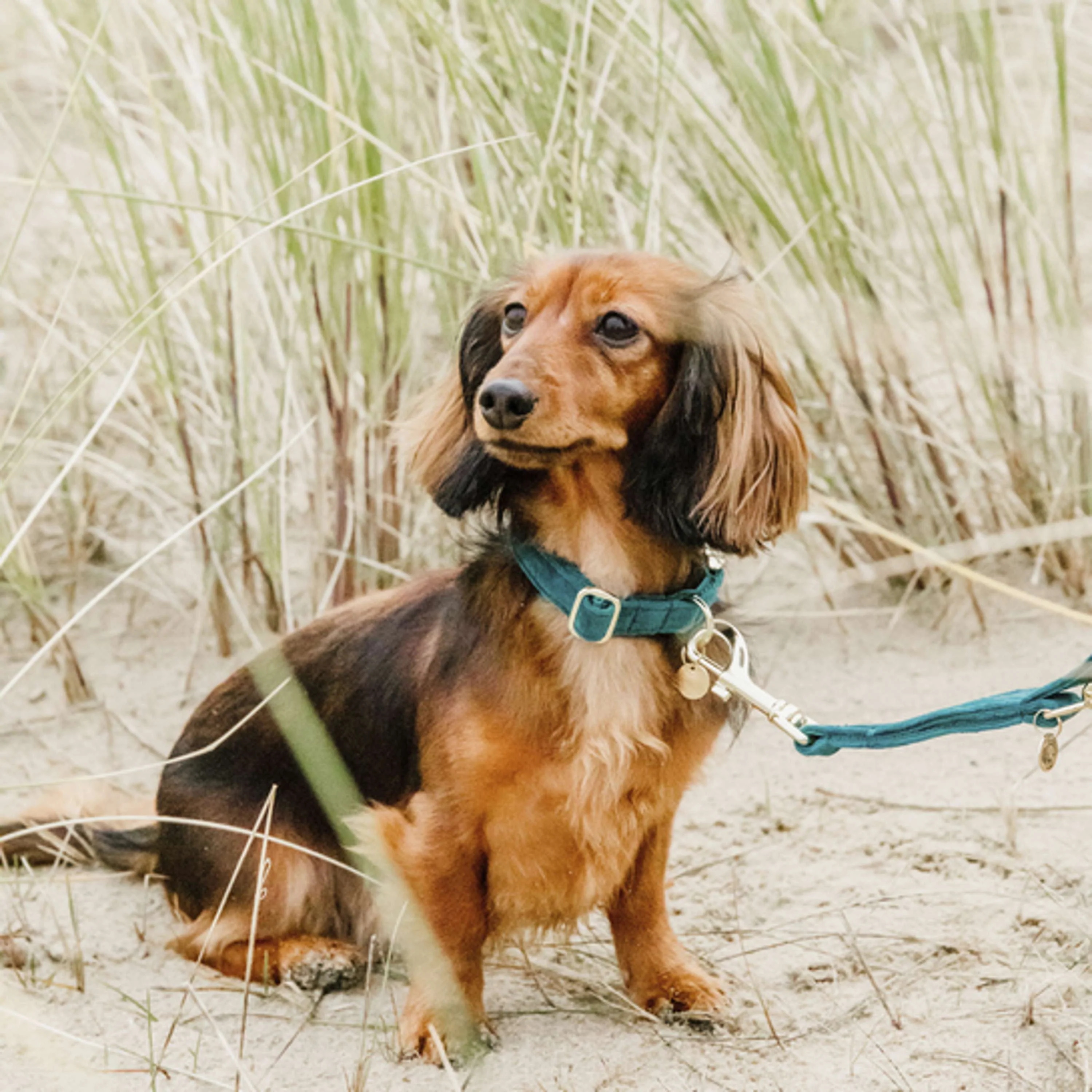 Kentucky Laisse pour Chien velours Émeraude - Image 2