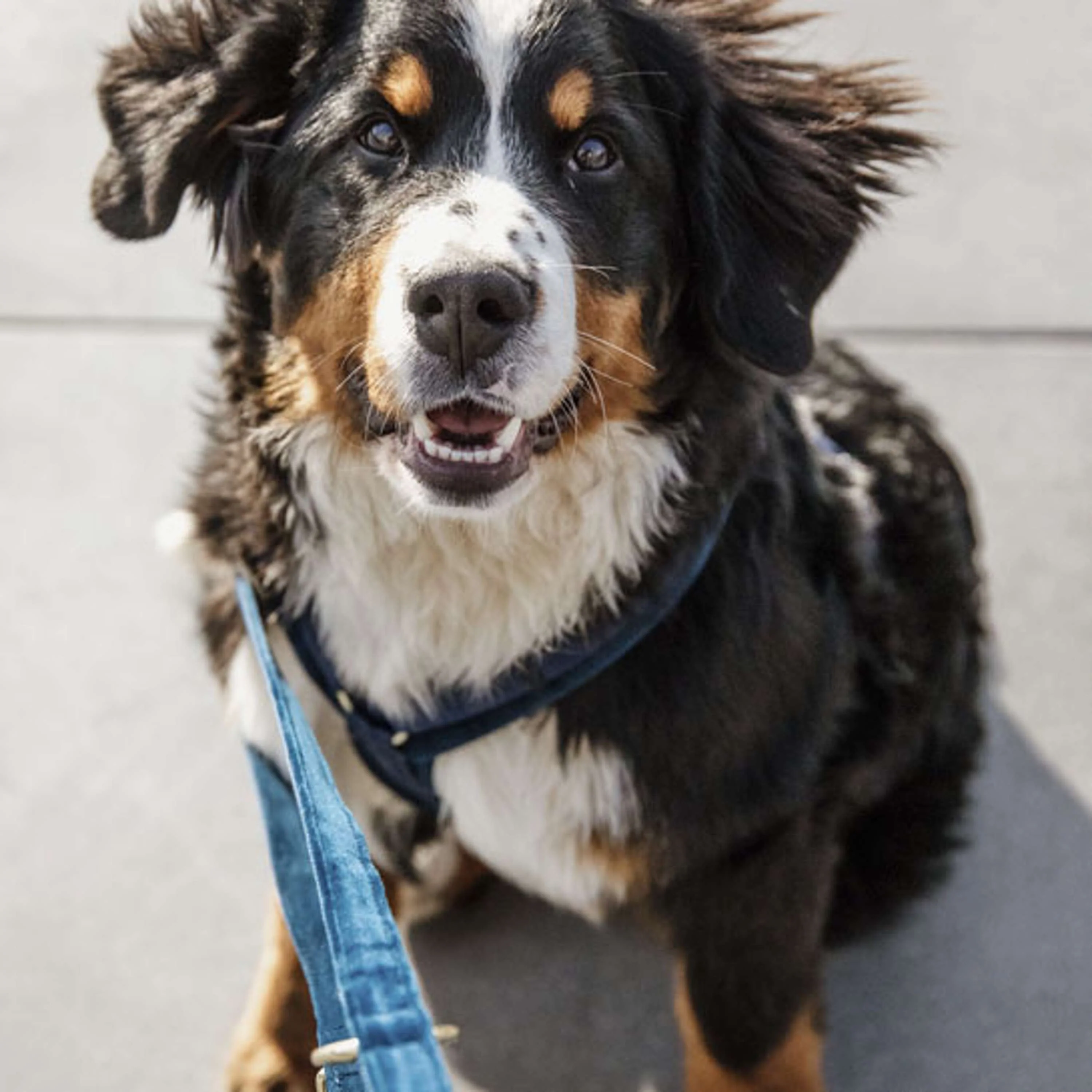 Kentucky Laisse pour Chien velours Marin - Image 2