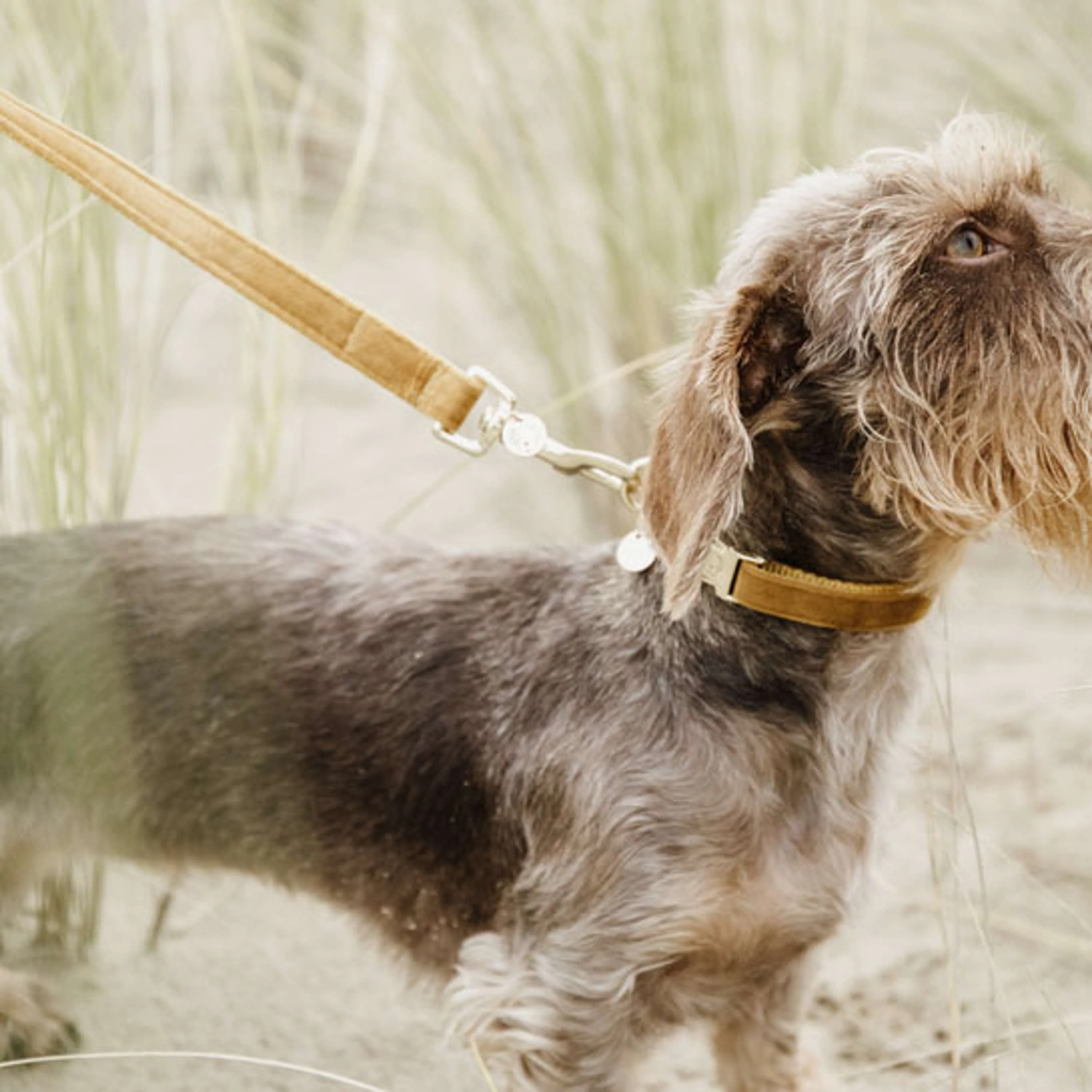 Kentucky Laisse pour Chien velours Moutarde - Image 2