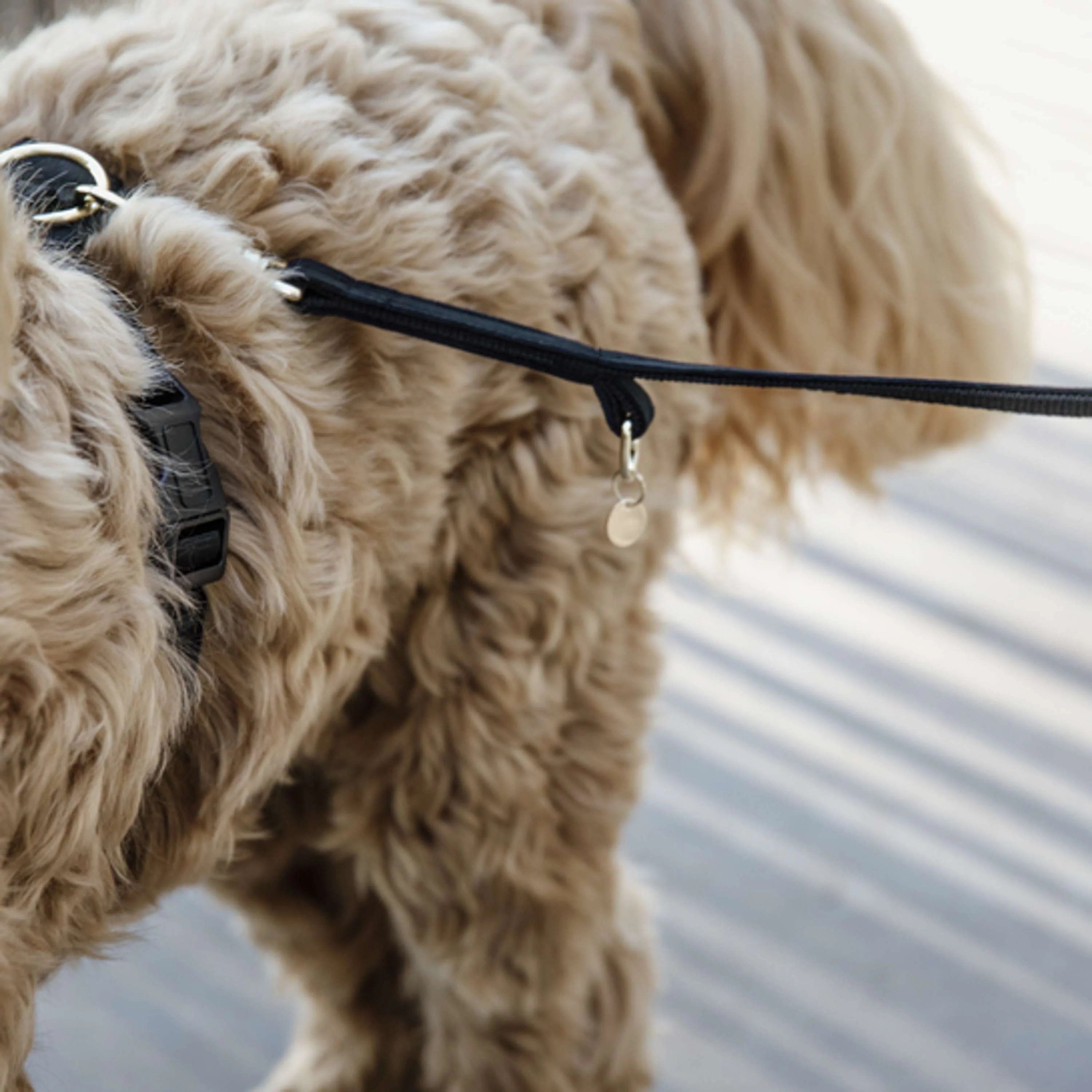 Kentucky Laisse pour Chien velours Noir - Image 2