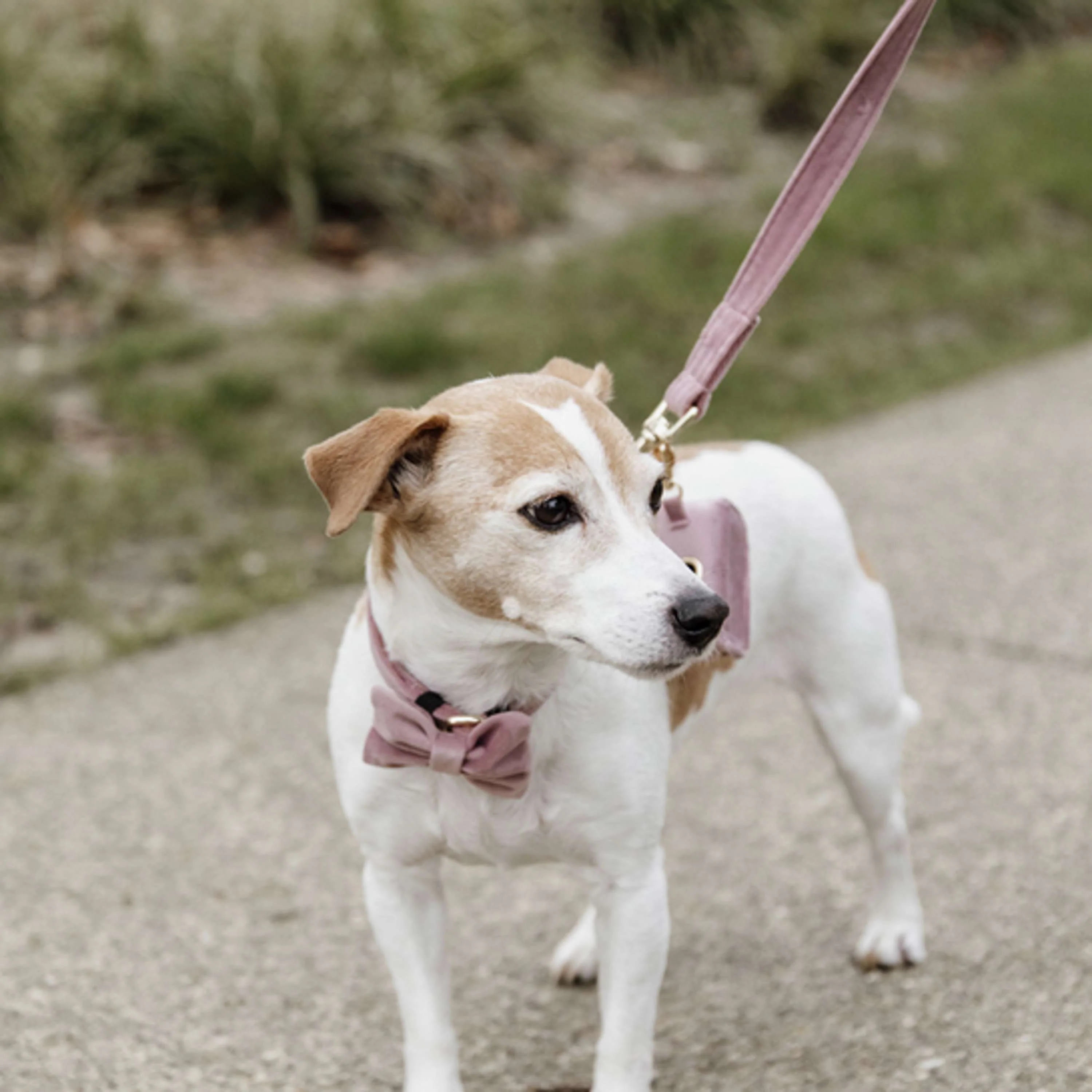 Kentucky Laisse pour Chien velours Old Rose - Image 2