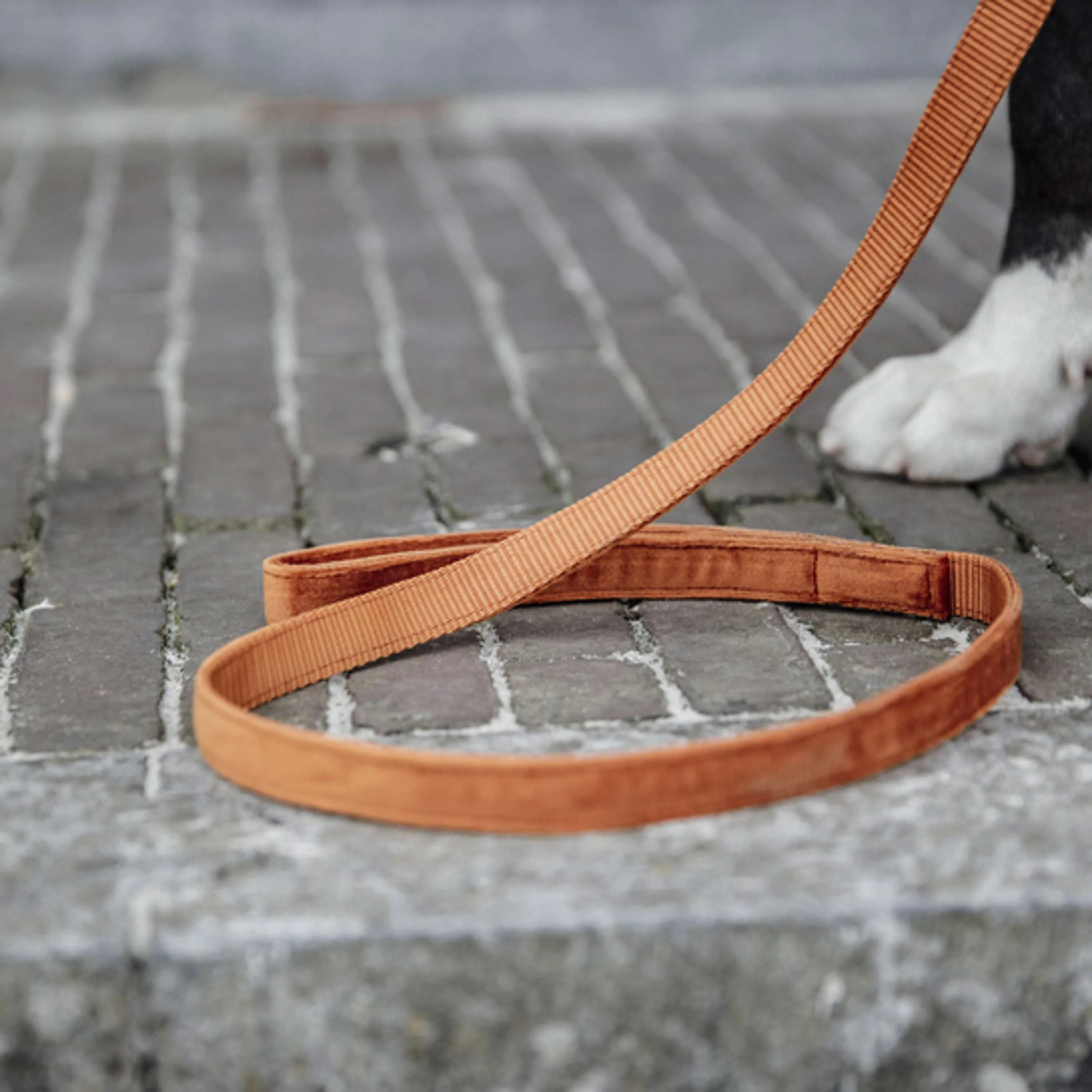 Kentucky Laisse pour Chien velours Orange - Image 2