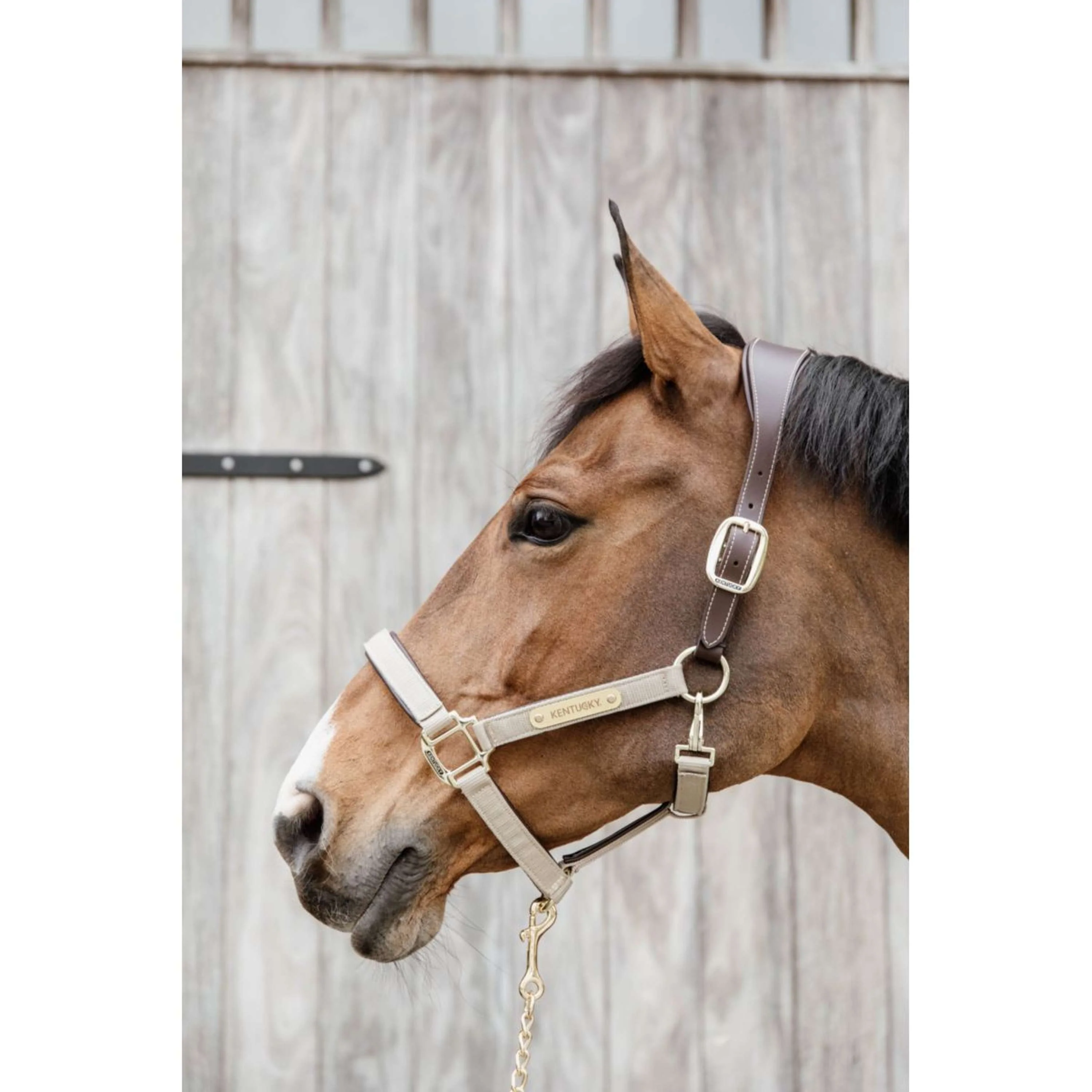 Kentucky Licol Anatomic Nylon Beige - Image 2