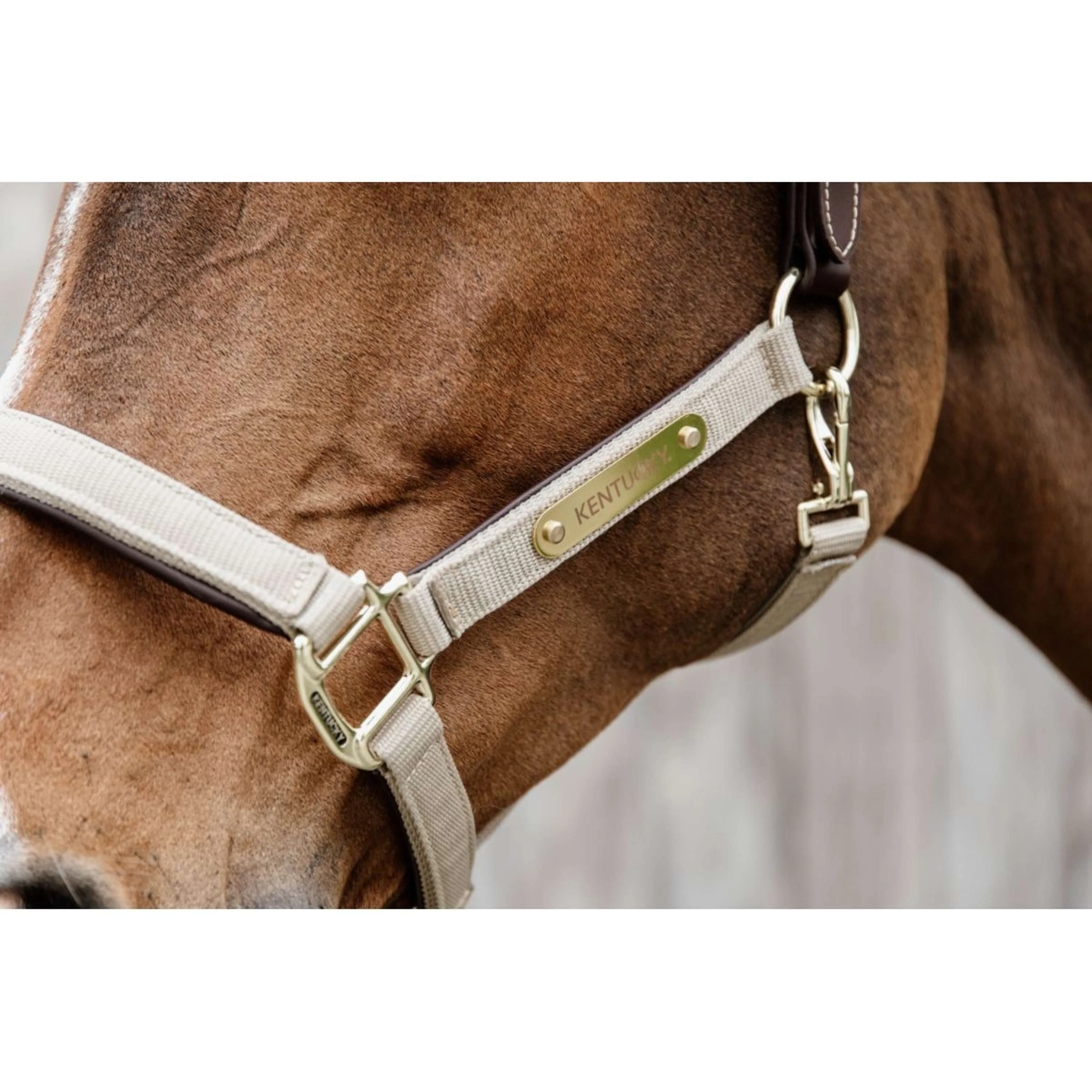 Kentucky Licol Anatomic Nylon Beige - Image 5