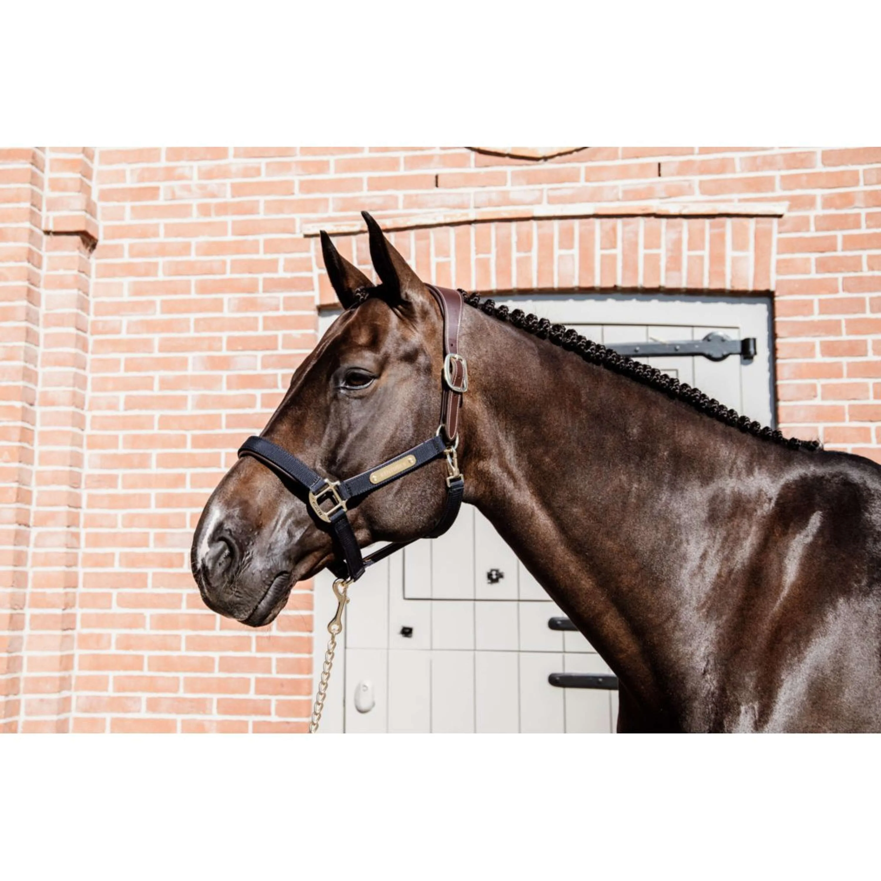 Kentucky Licol Anatomic Nylon Marin - Image 2