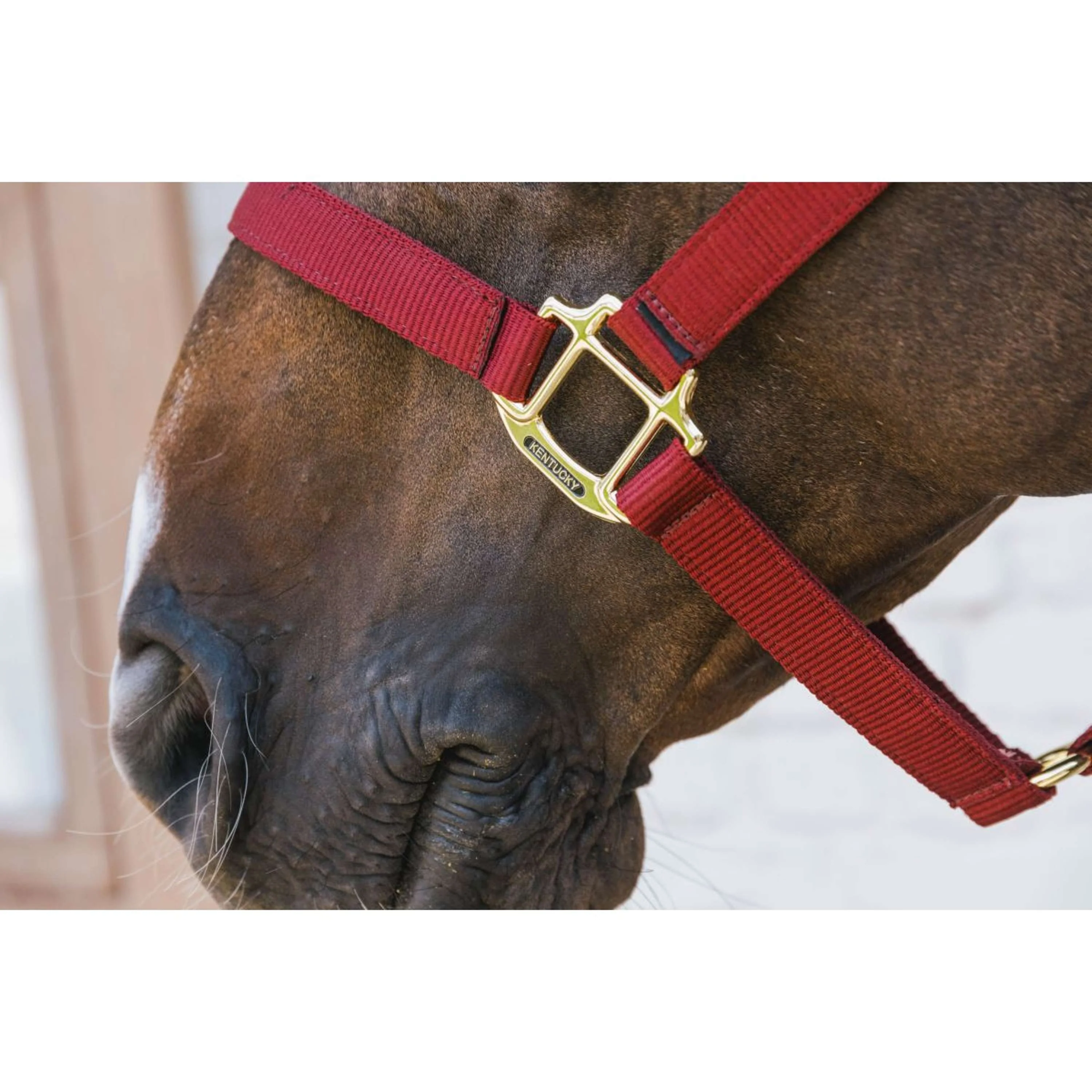 Kentucky Licol Nylon Breakaway Bordeaux - Image 3