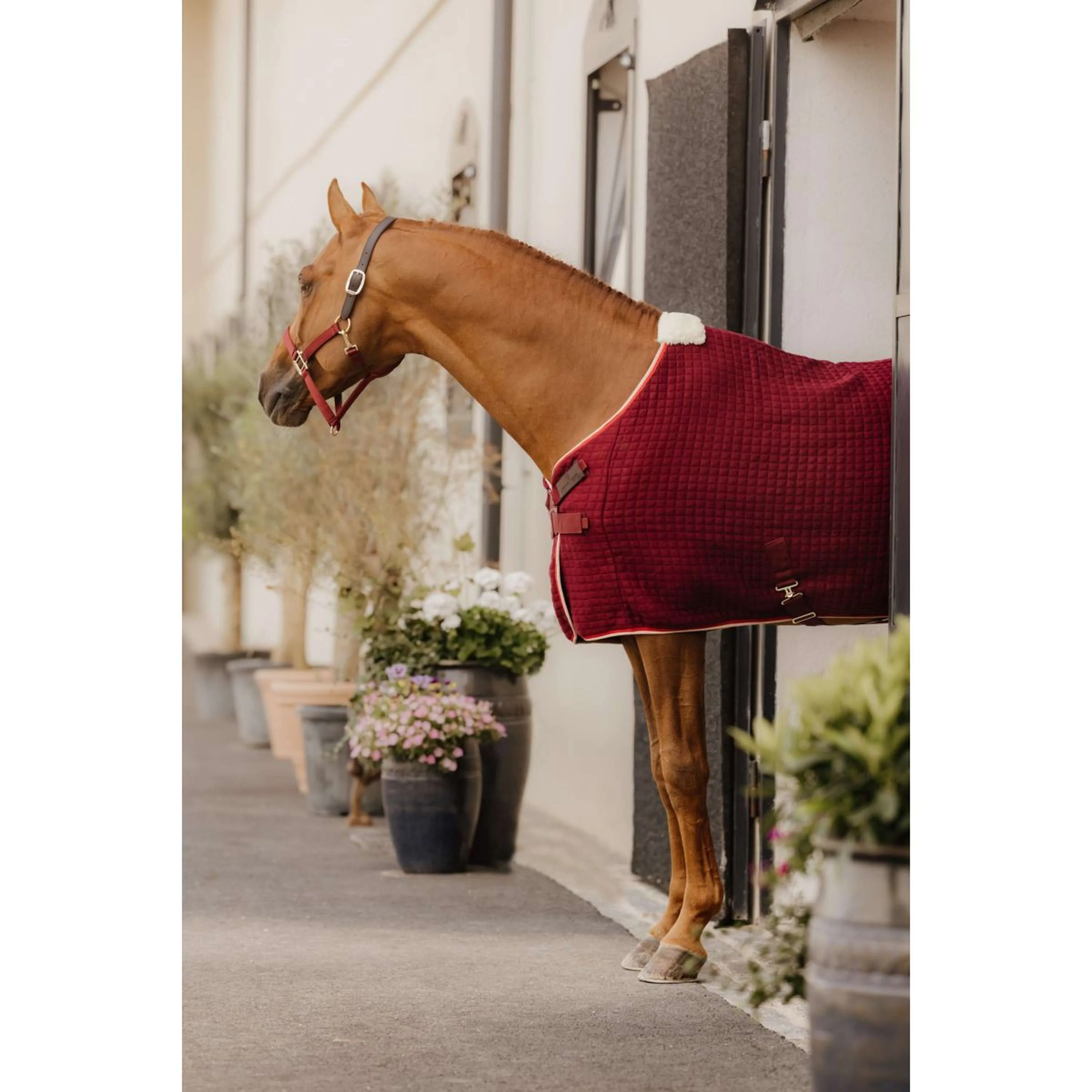 Kentucky Licol Nylon Breakaway Bordeaux - Image 6