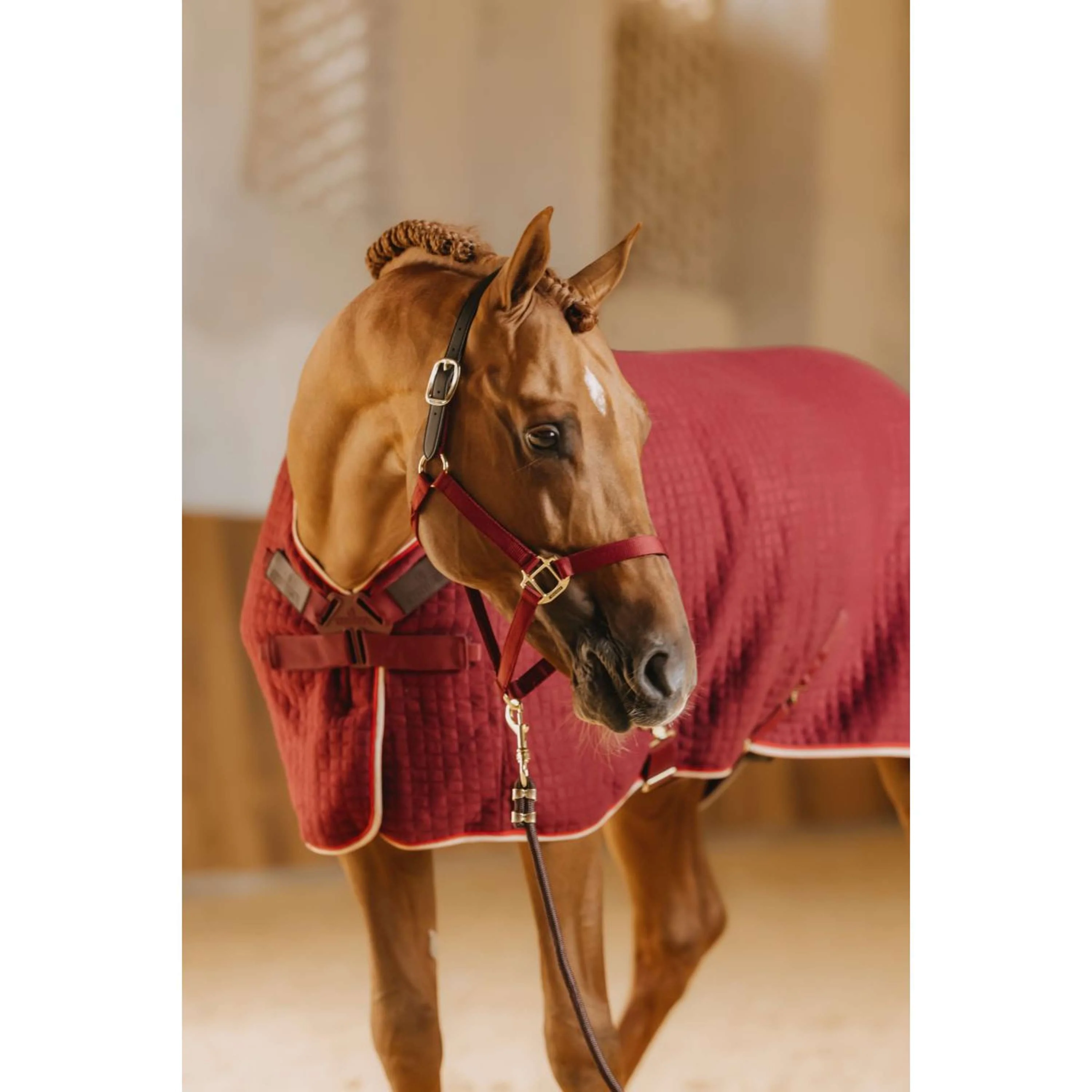 Kentucky Licol Nylon Breakaway Bordeaux - Image 7