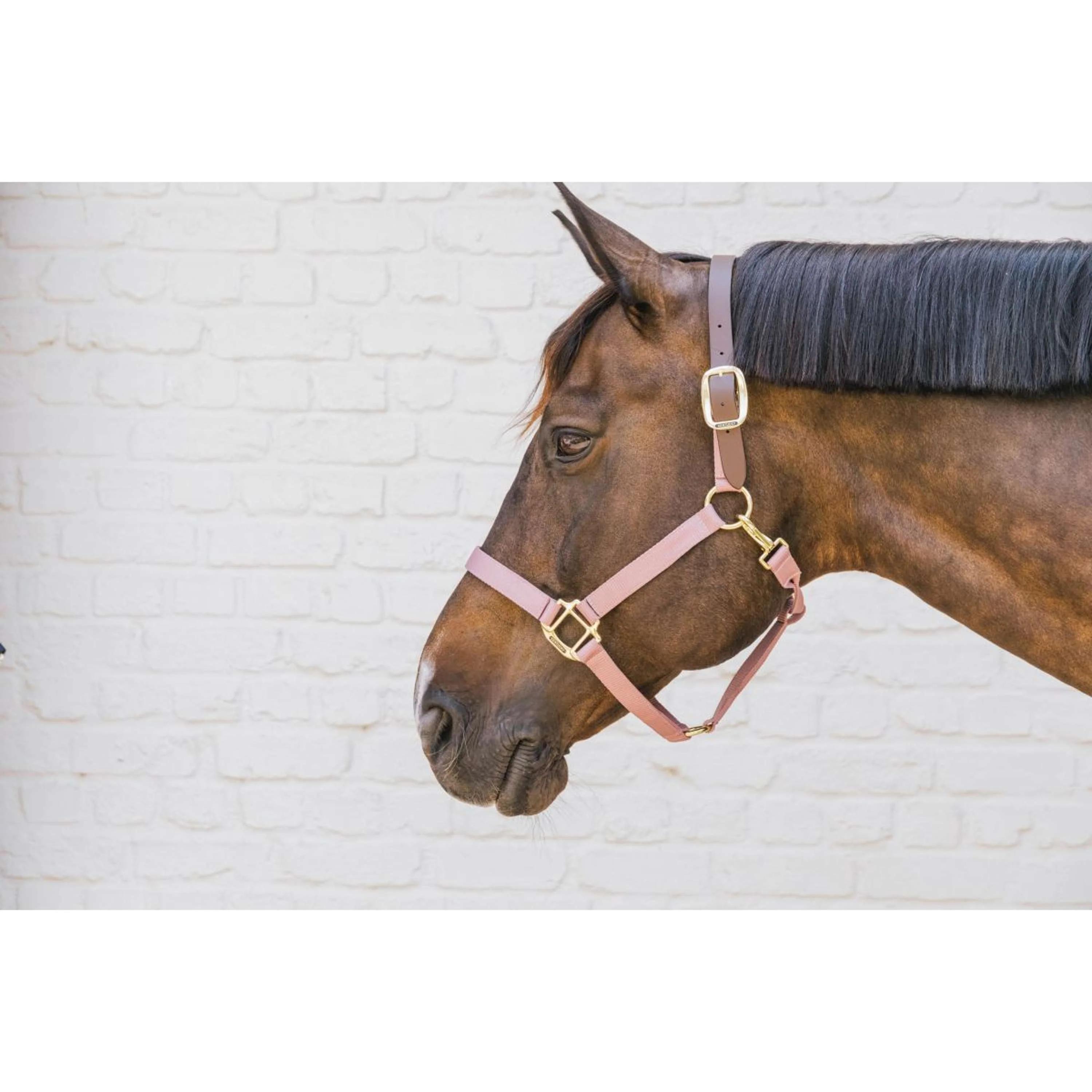Kentucky Licol Nylon Breakaway Rose Vieux - Image 2