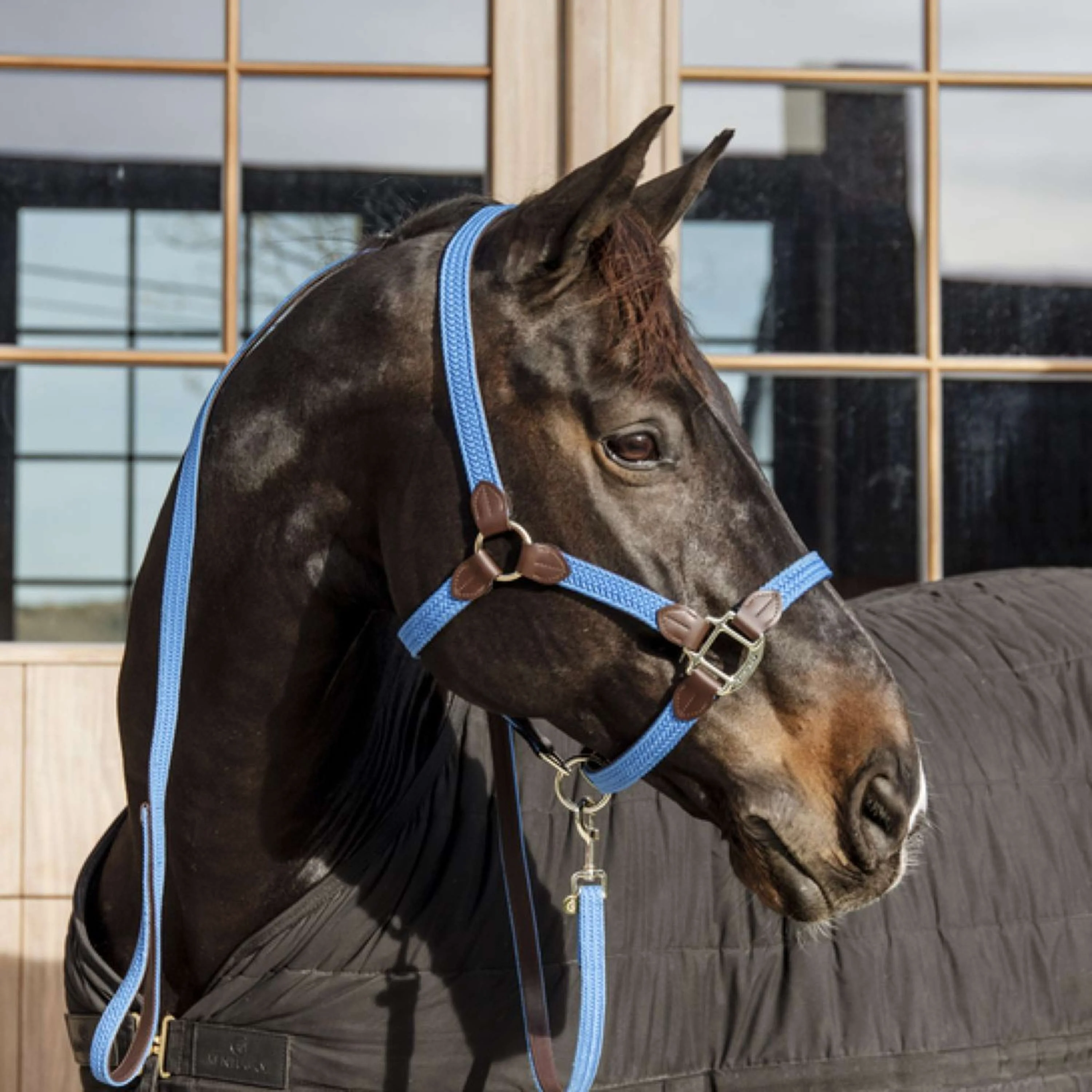 Kentucky Licol Plaited Nylon Bleu clair - Image 2