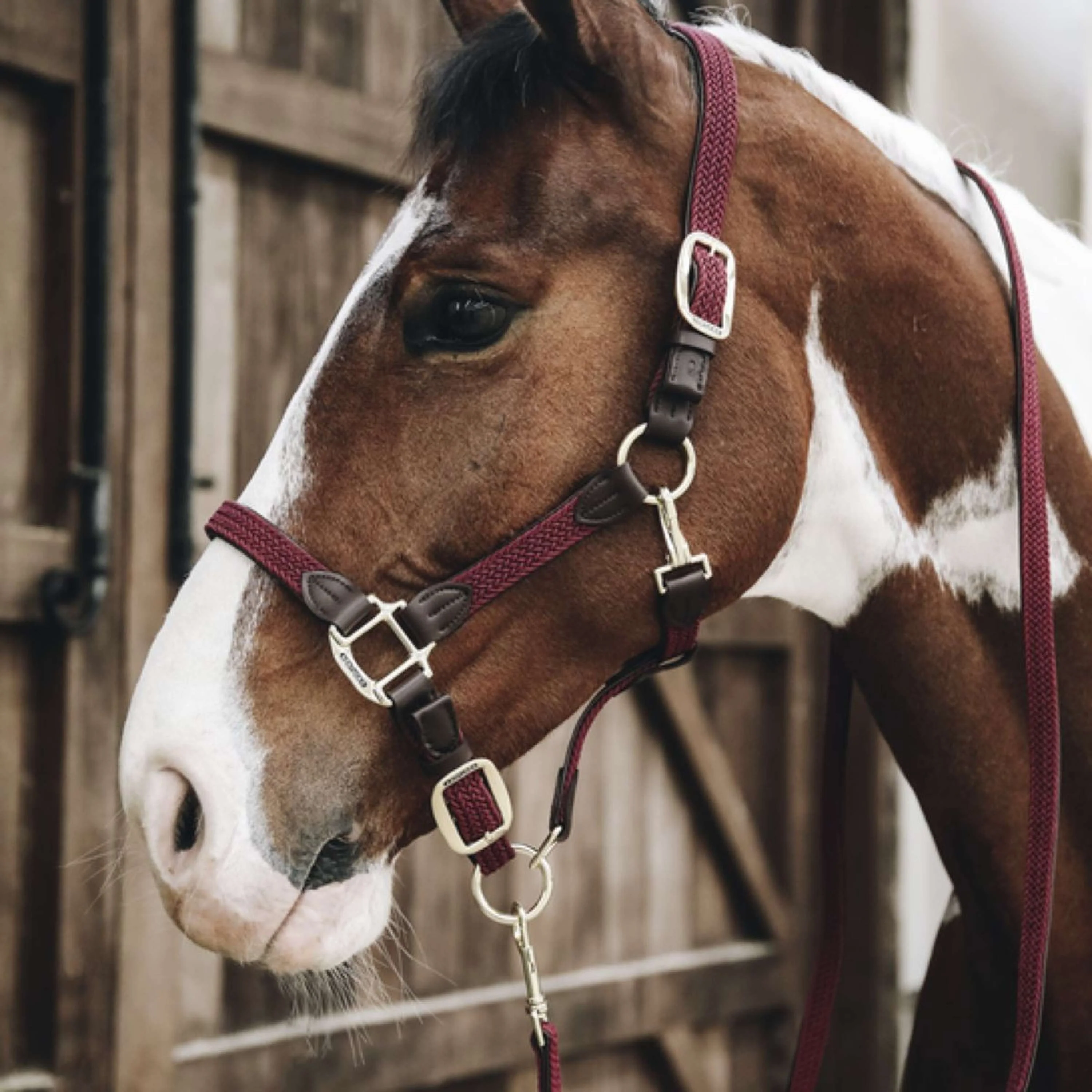 Kentucky Licol Plaited Nylon Bordeaux - Image 2