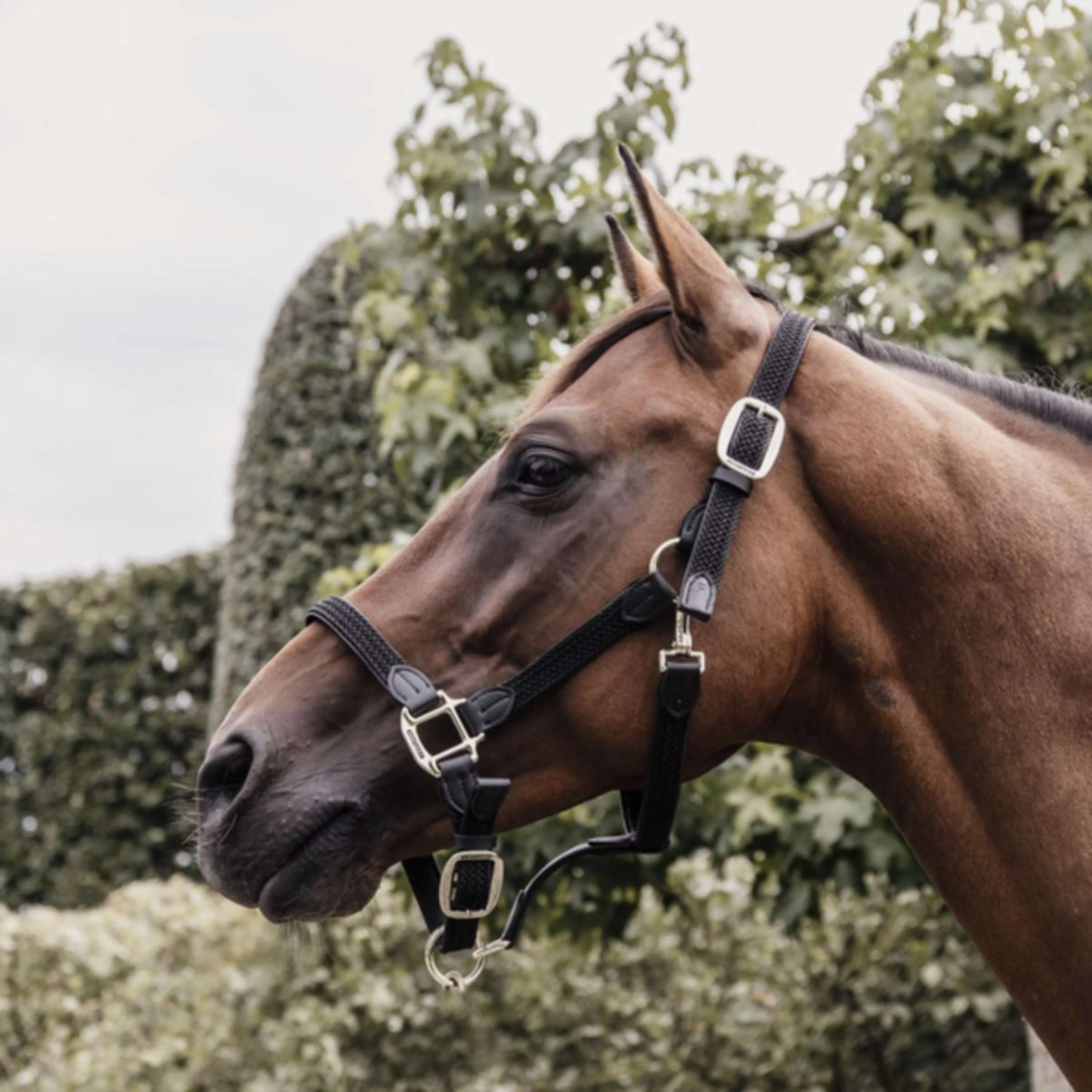 Kentucky Licol Plaited Nylon Noir - Image 2