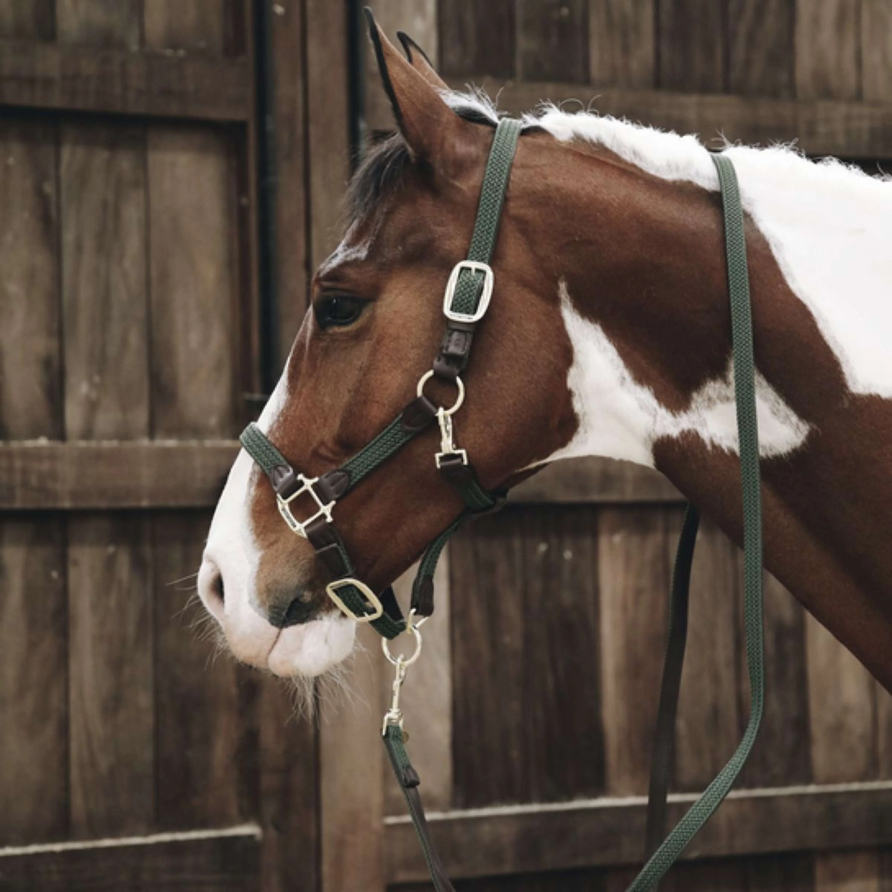 Kentucky Licol Plaited Nylon Olive Vert - Image 2