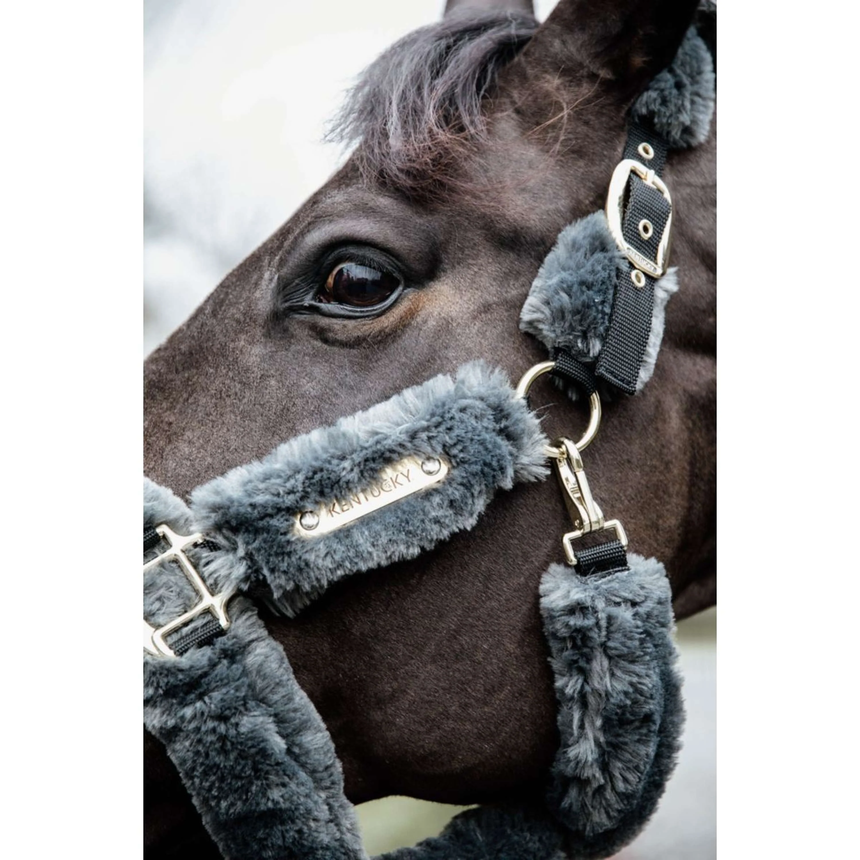 Kentucky Licol Sheepskin Gris - Image 5