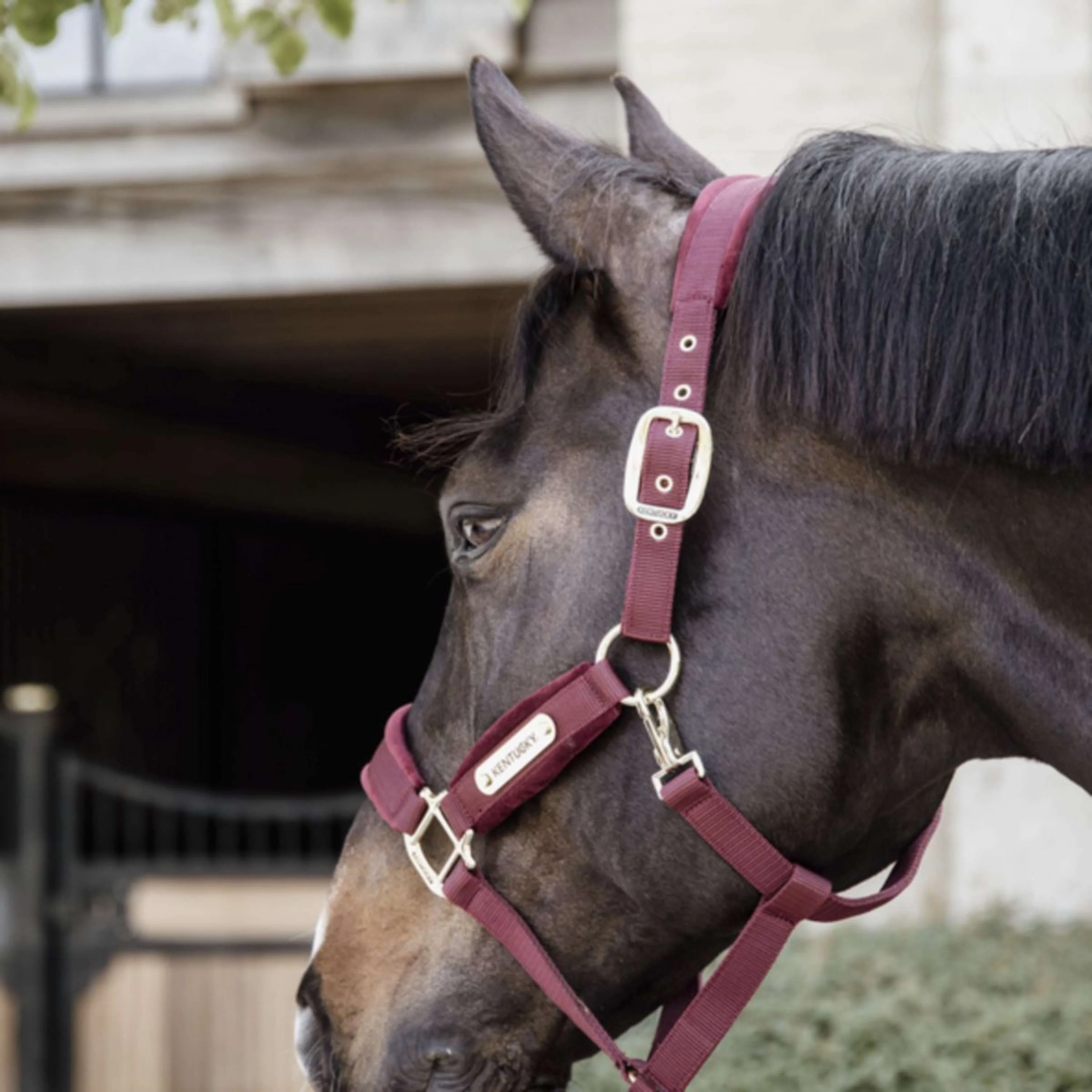 Kentucky Licol velours Bordeaux - Image 3