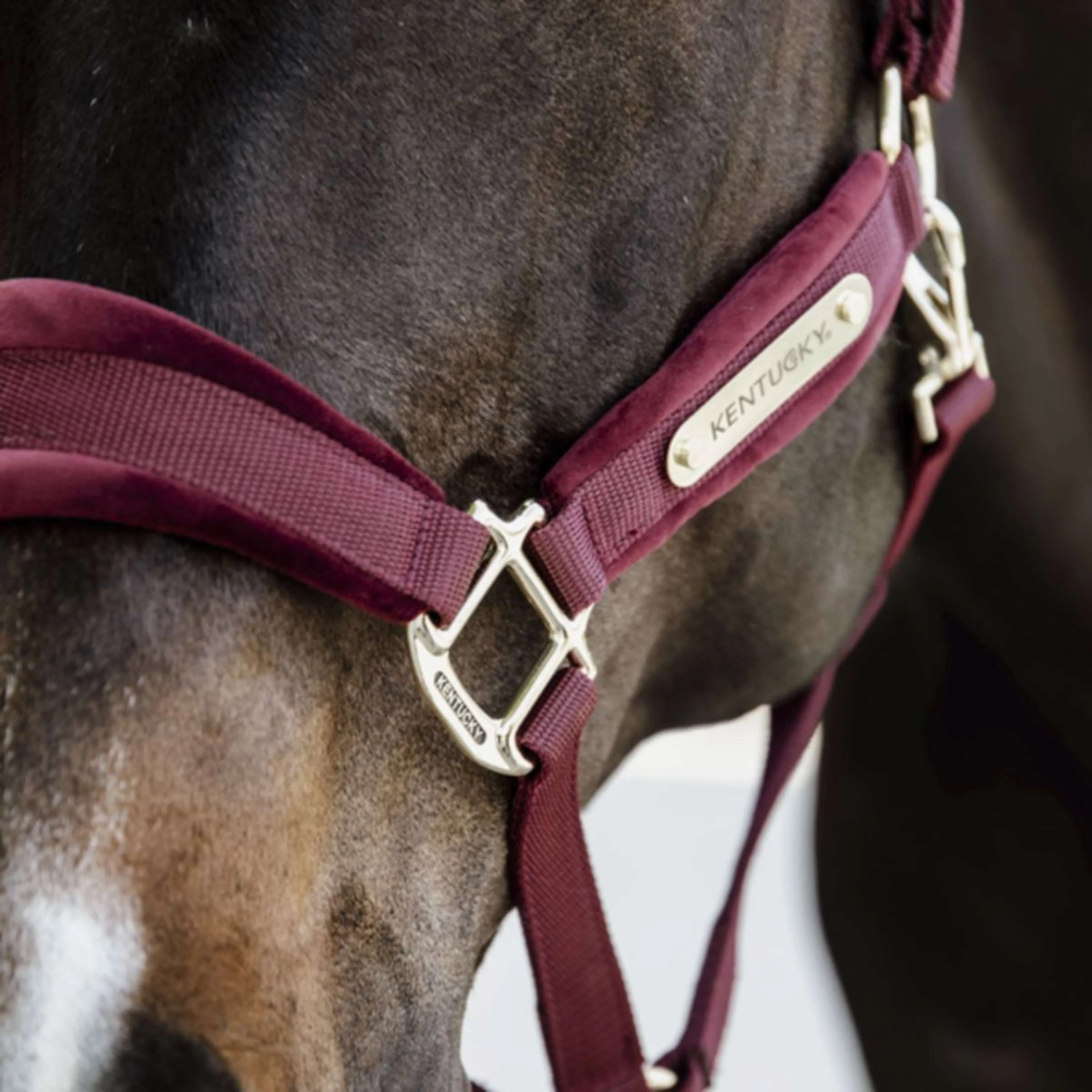 Kentucky Licol velours Bordeaux - Image 4