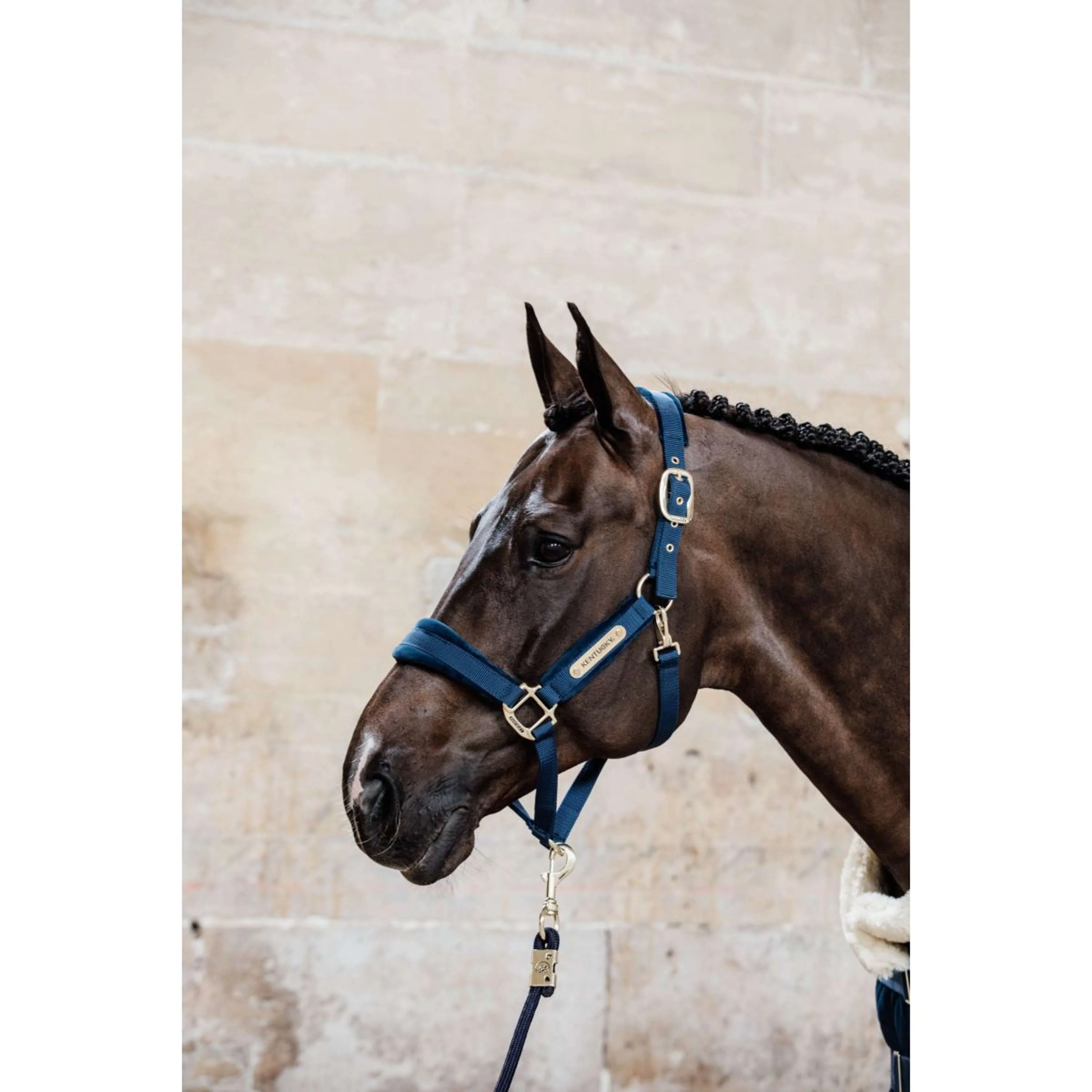Kentucky Licol velours Marin - Image 3