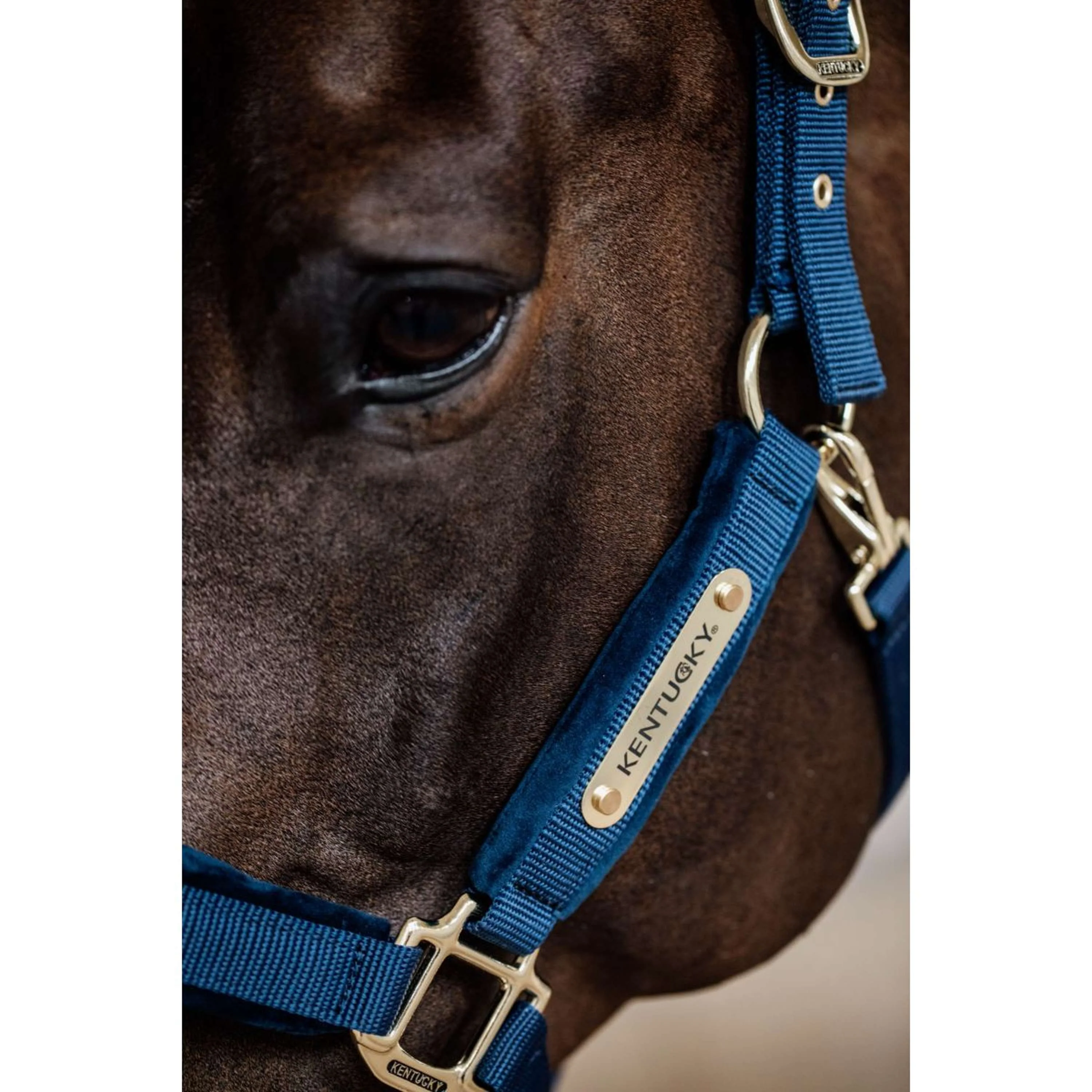 Kentucky Licol velours Marin - Image 4