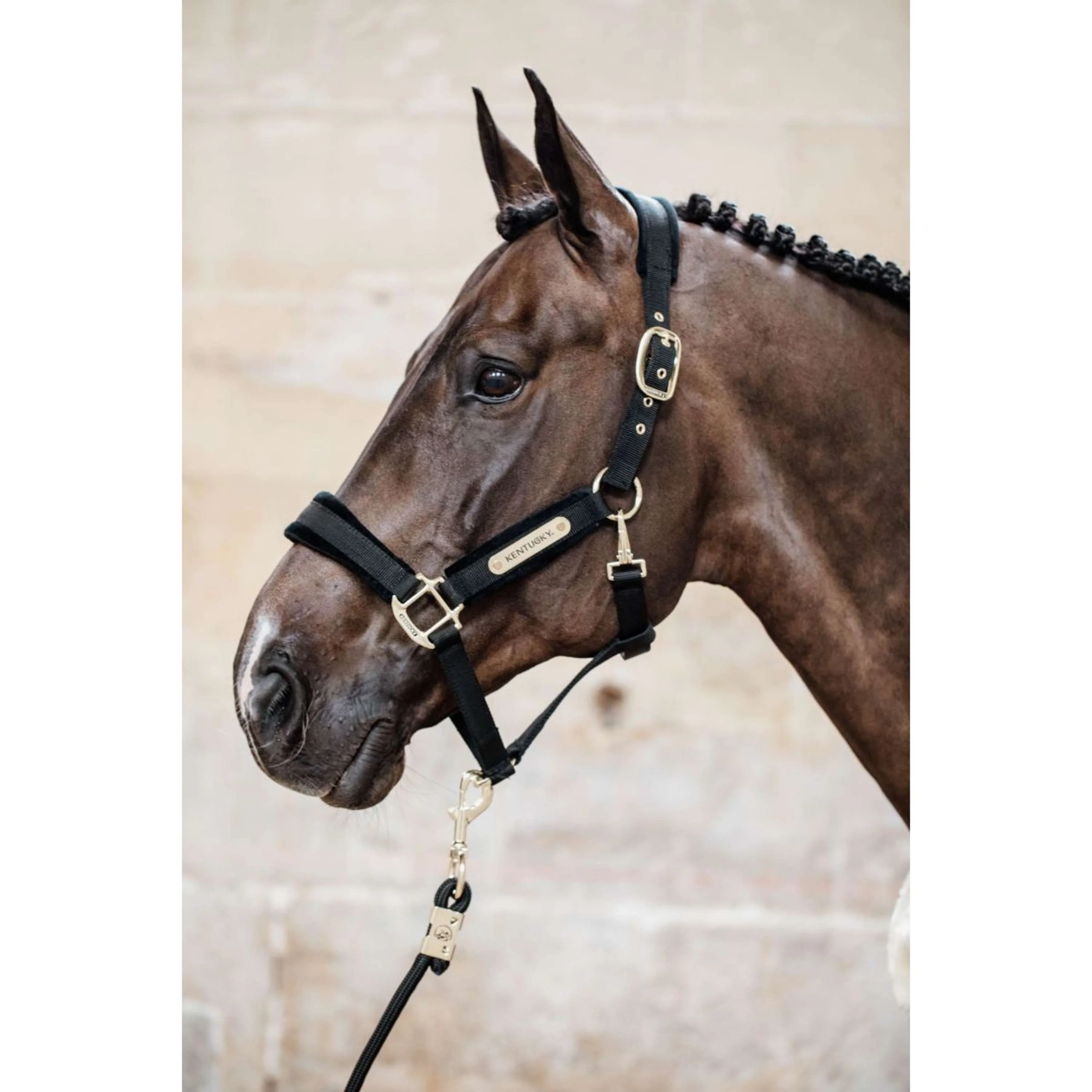 Kentucky Licol velours Noir - Image 2