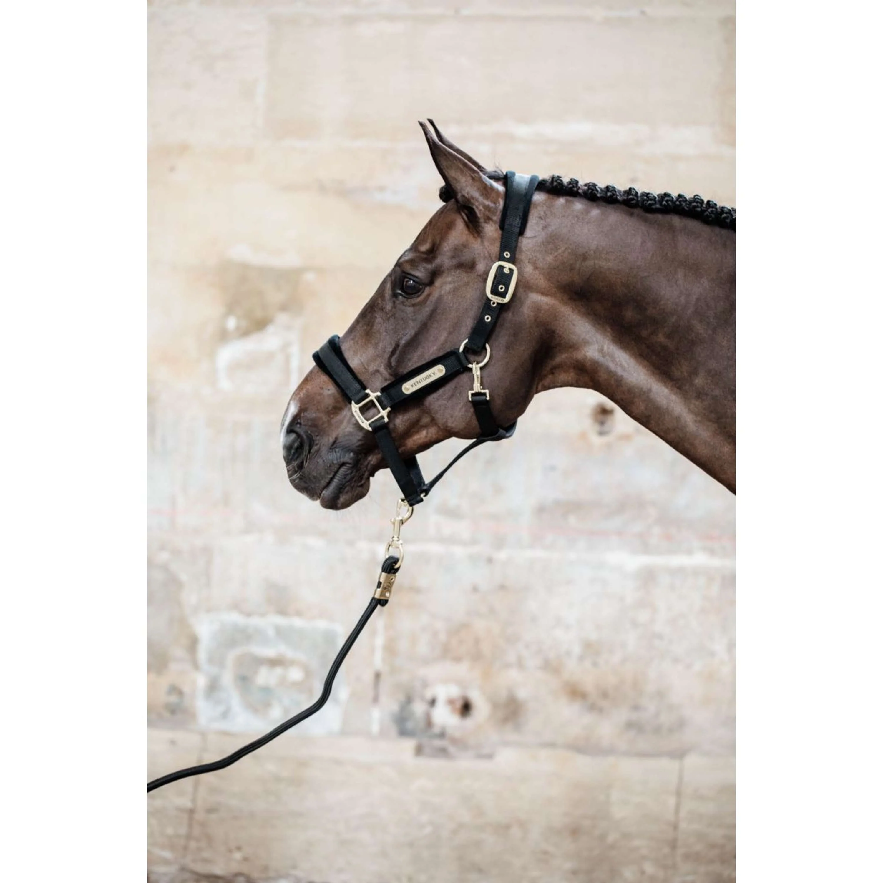 Kentucky Licol velours Noir - Image 3