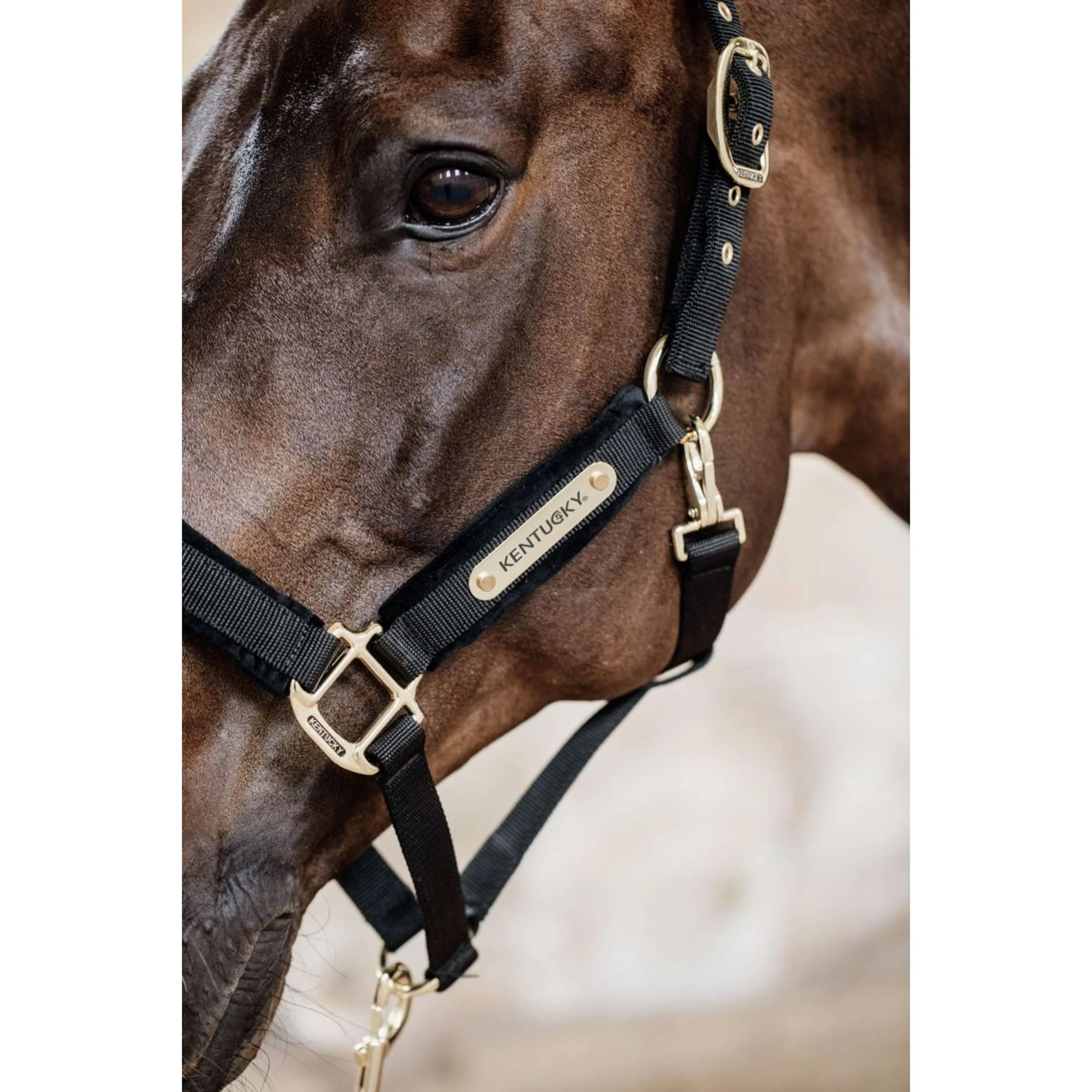 Kentucky Licol velours Noir - Image 5