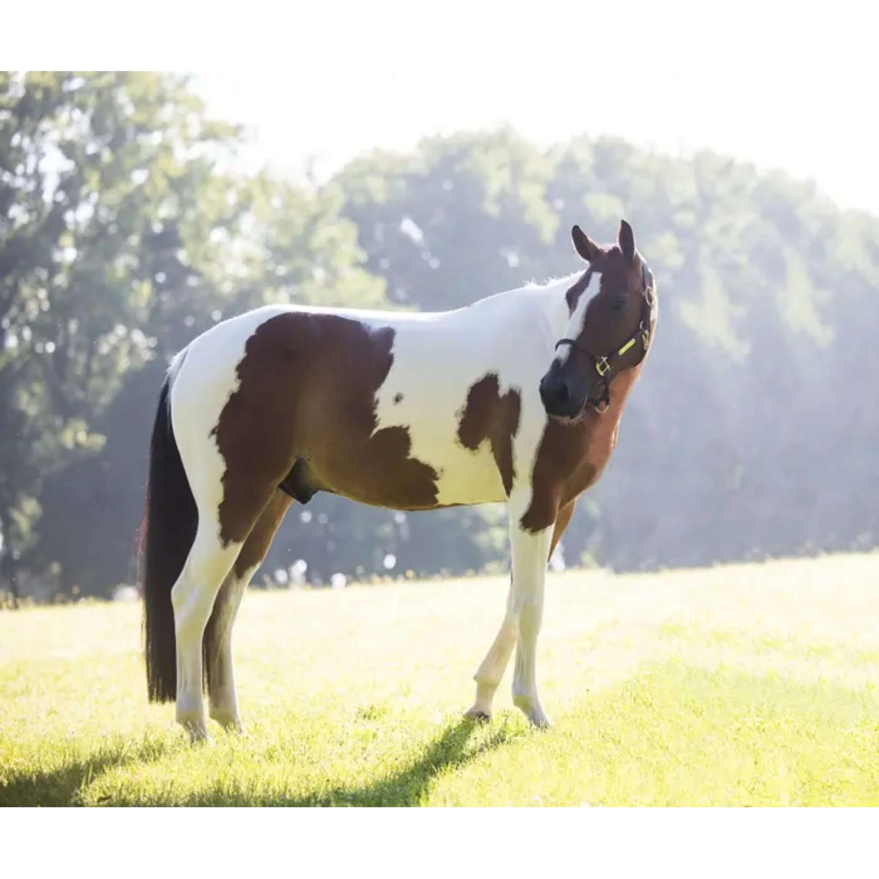 Kentucky Relax Horse Toy Alvin - Image 4