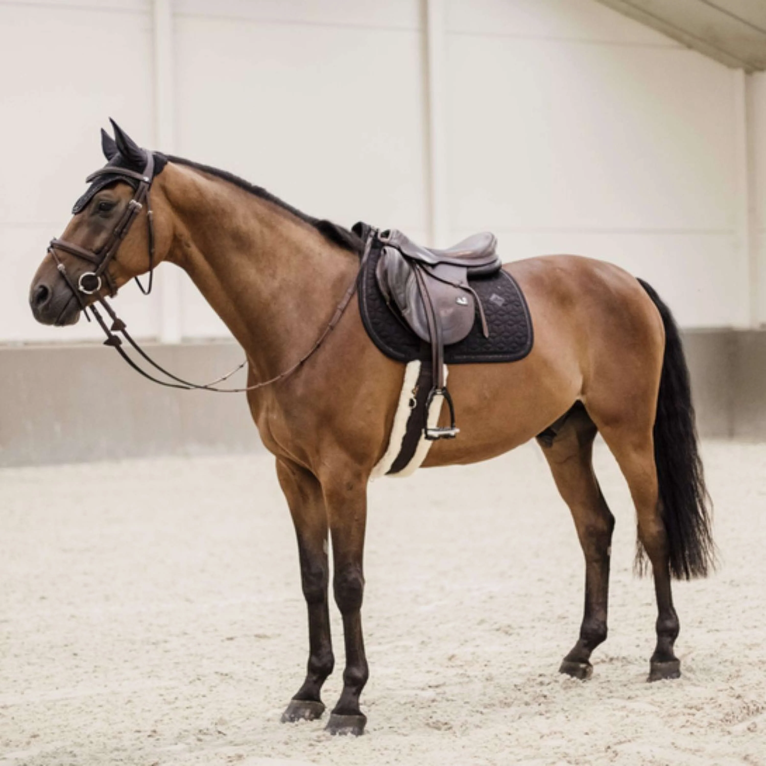 Kentucky Tapis de Selle Glitter Rope de Saut Noir - Image 4