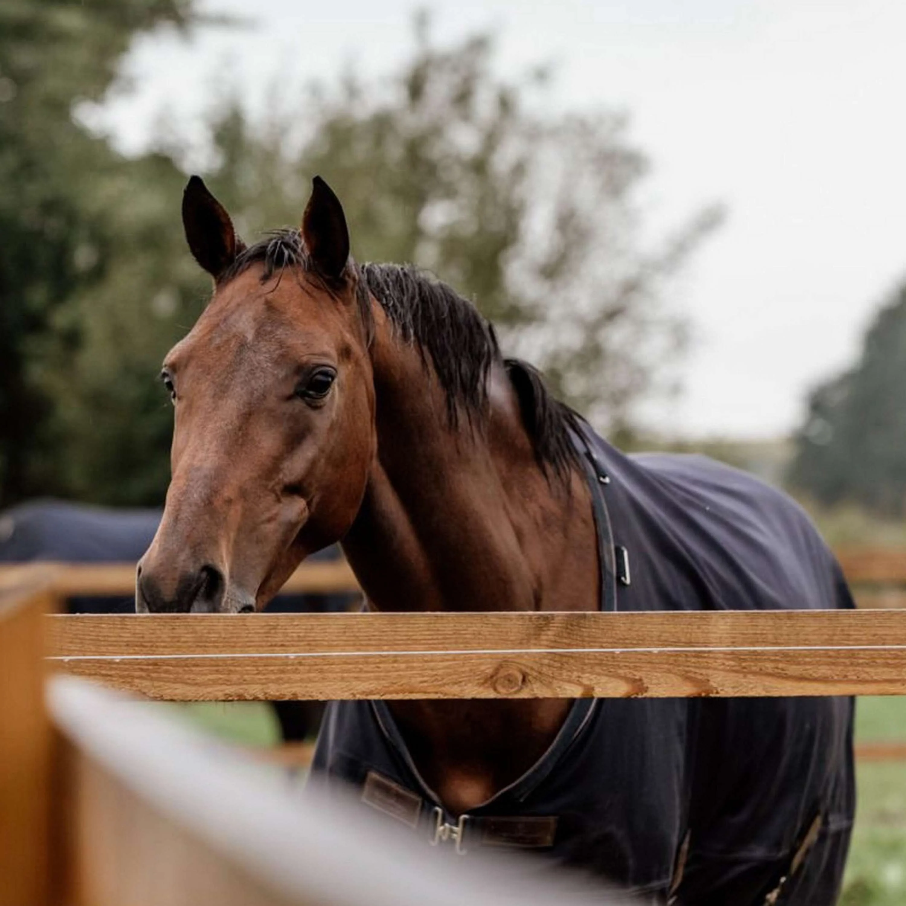 Kentucky Turnout Rug All Weather 0g Marin - Image 3