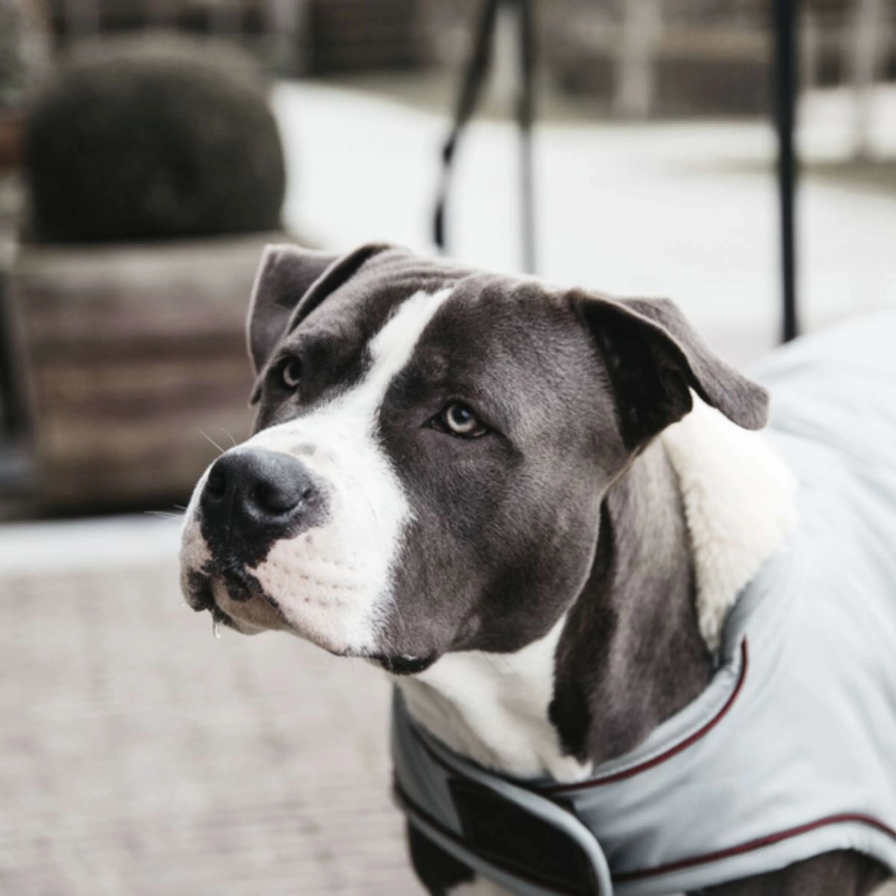 Kentucky Veste pour Chien Waterproof 160g Dusty Blue - Image 3
