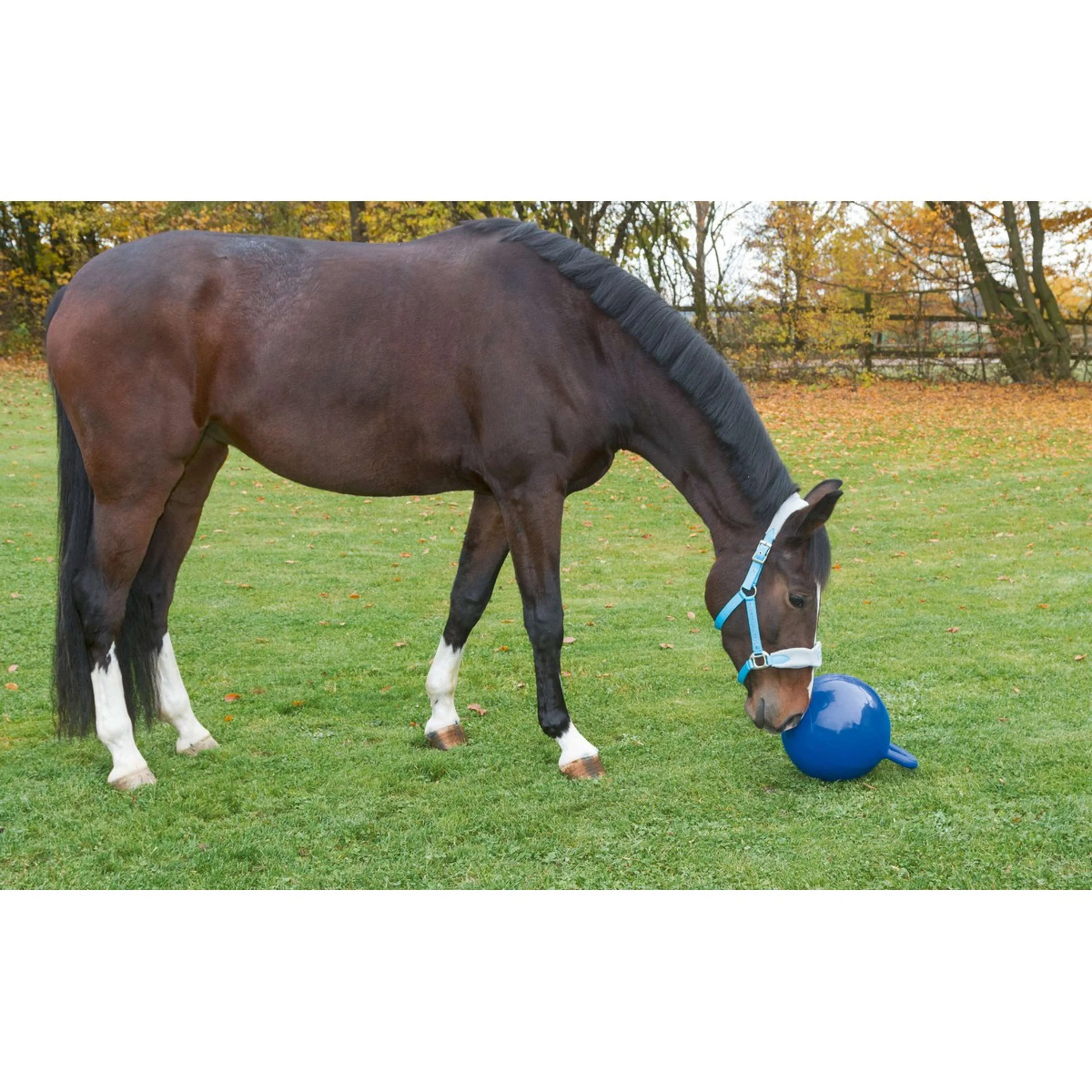 Kerbl Balle de Jeu pour Chevaux Bleu - Image 2