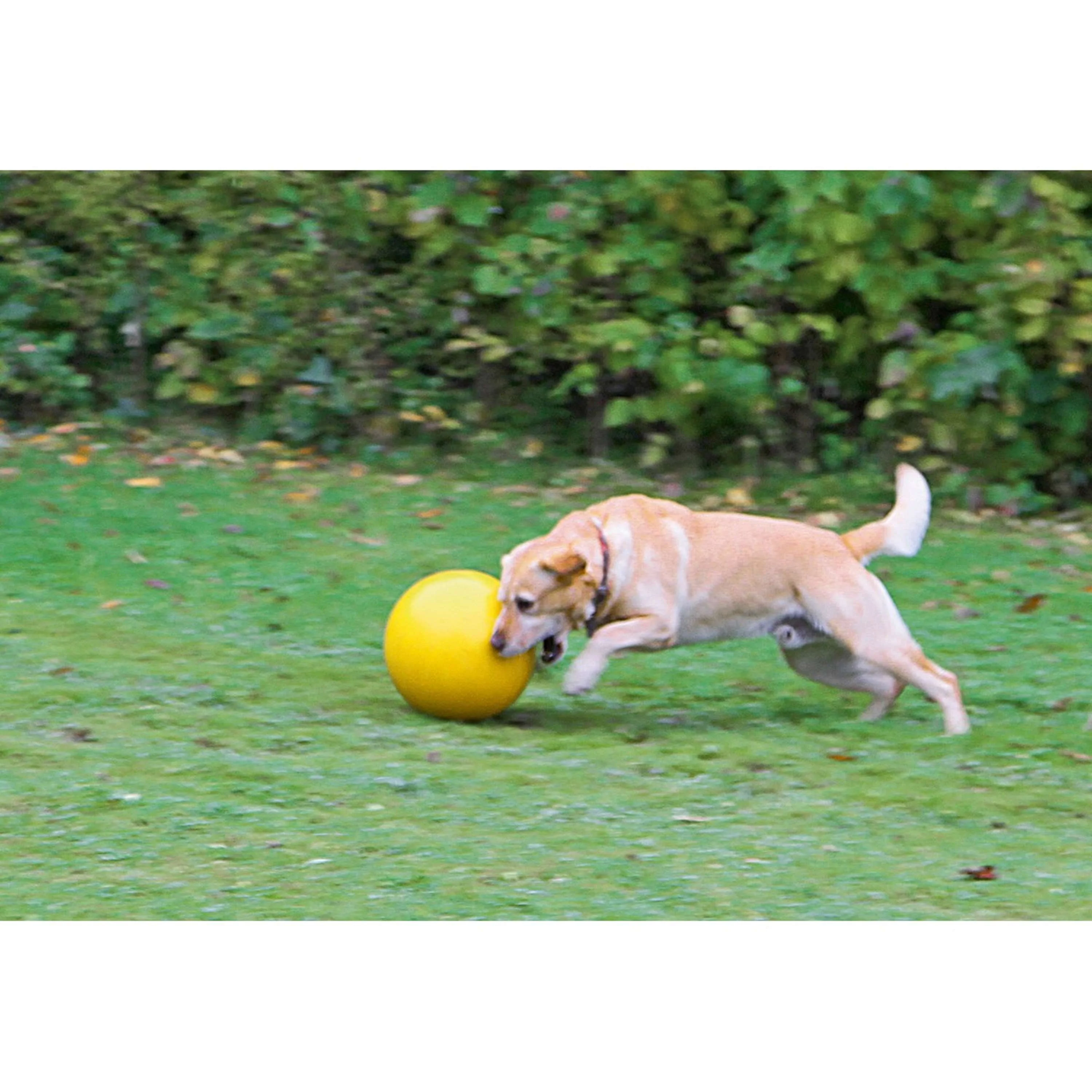 Kerbl Ballon de Jeu En Plastique Jaune pour Chien Jaune - Image 2