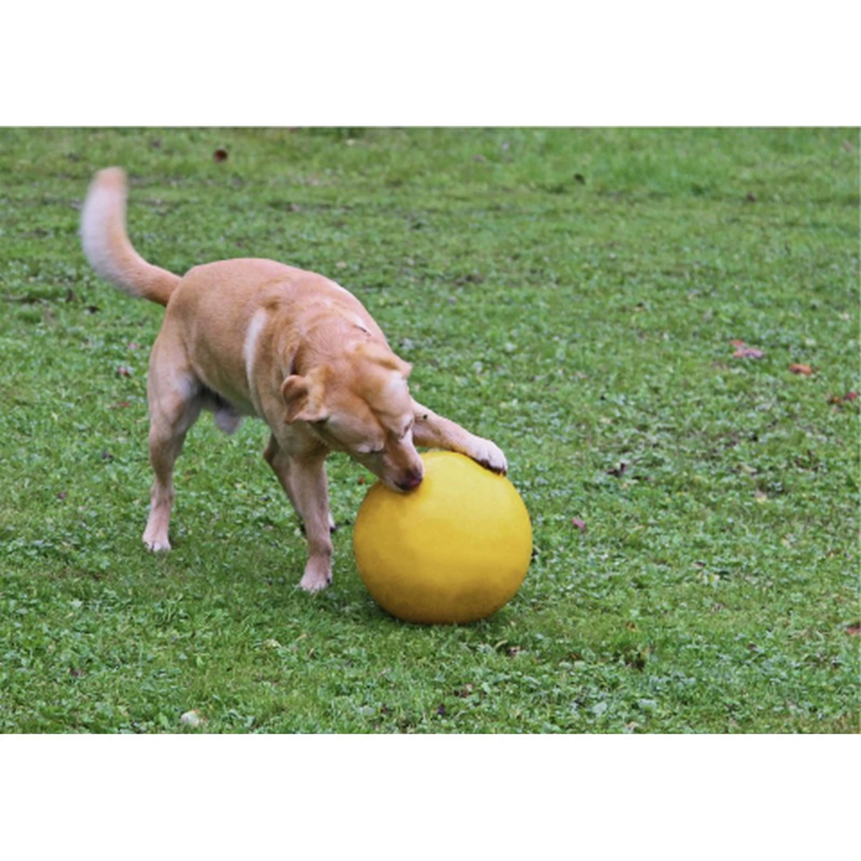 Kerbl Ballon de Jeu En Plastique Jaune pour Chien Jaune - Image 3