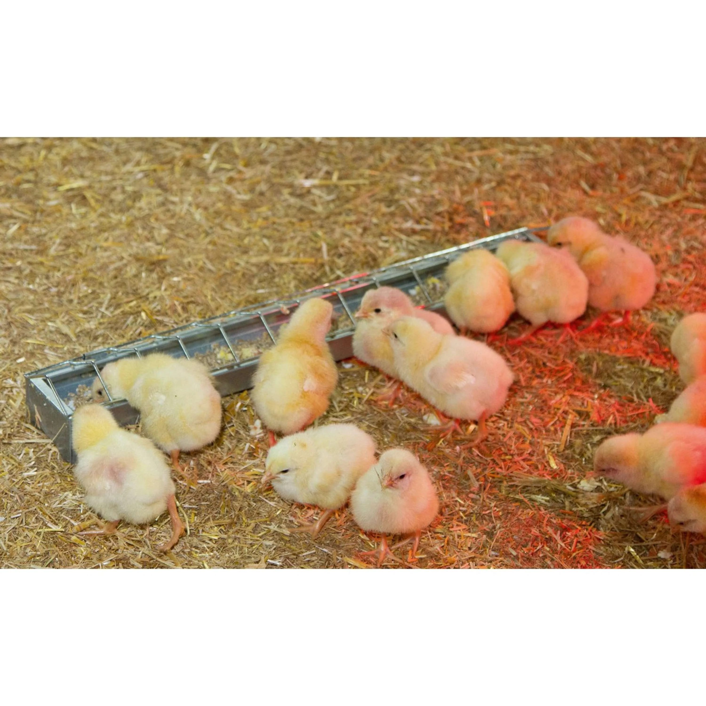 Kerbl Mangeoire Poules Métal - Image 2