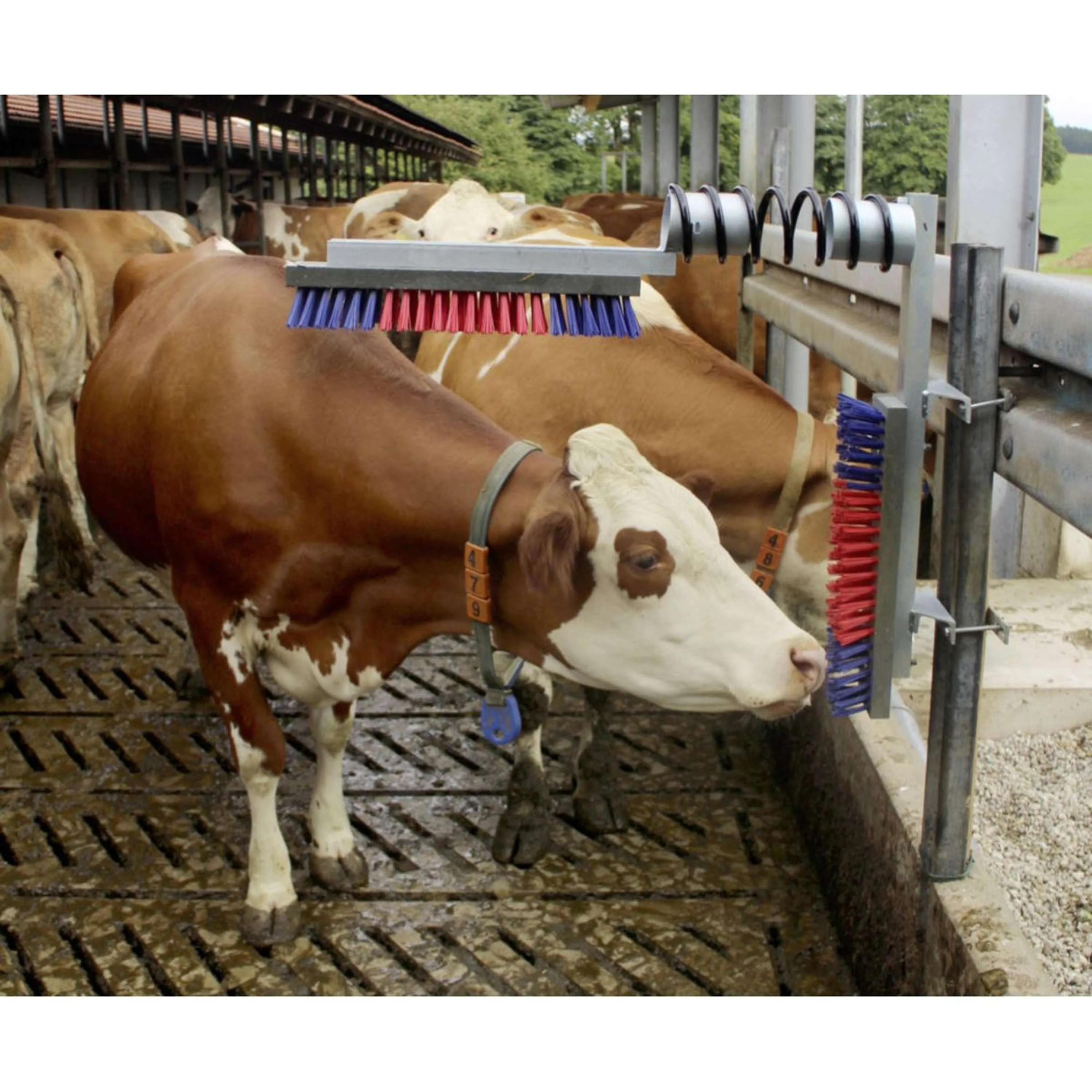 Kerbl Brosse à Bovin Euro Farm Complet - Image 2
