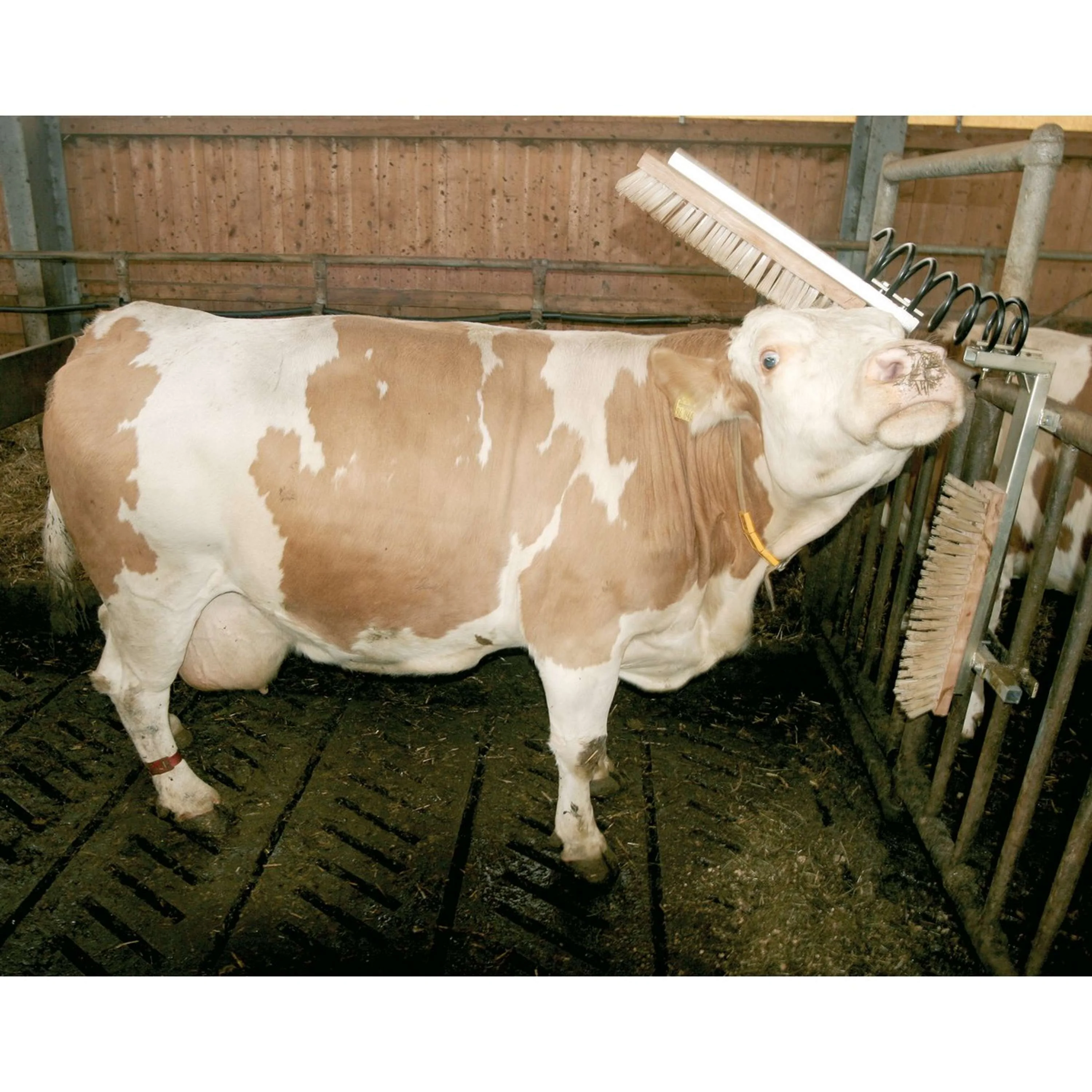 Kerbl Brosse pour Bétail Texas - Image 3