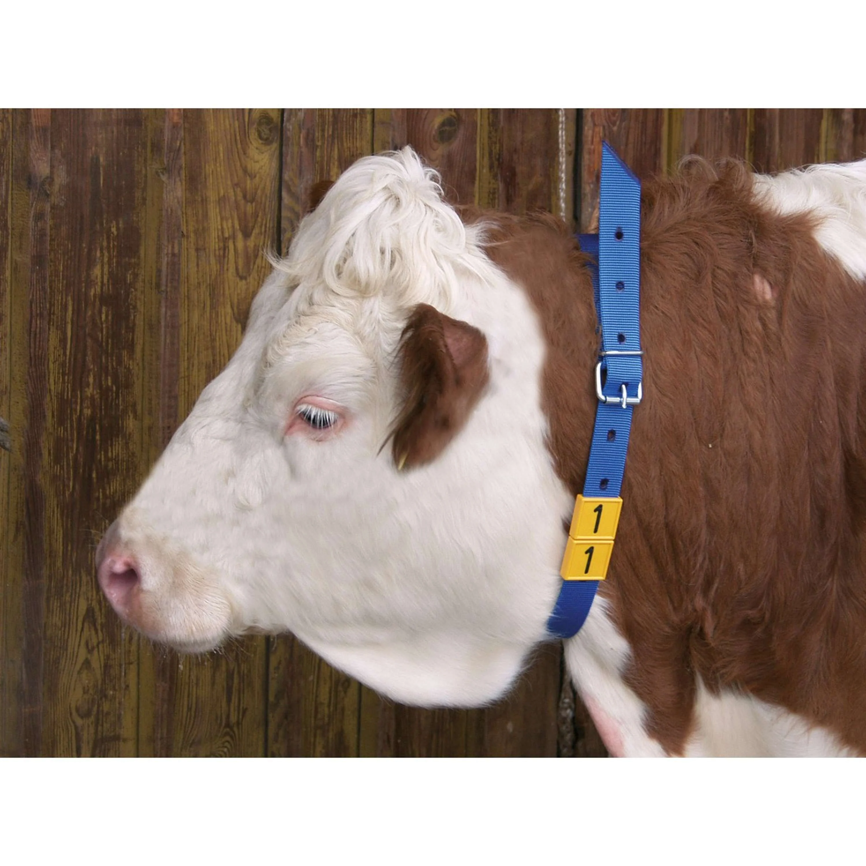 Kerbl Collier d'Identification Bleu - Image 2
